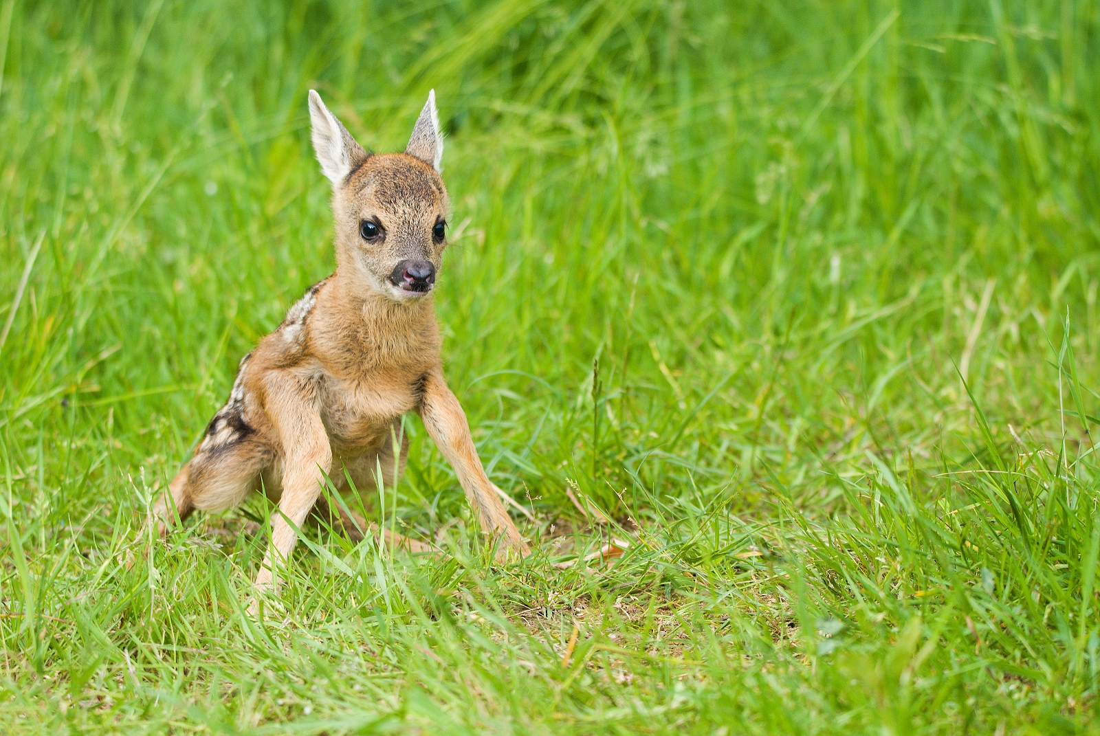 Fawn