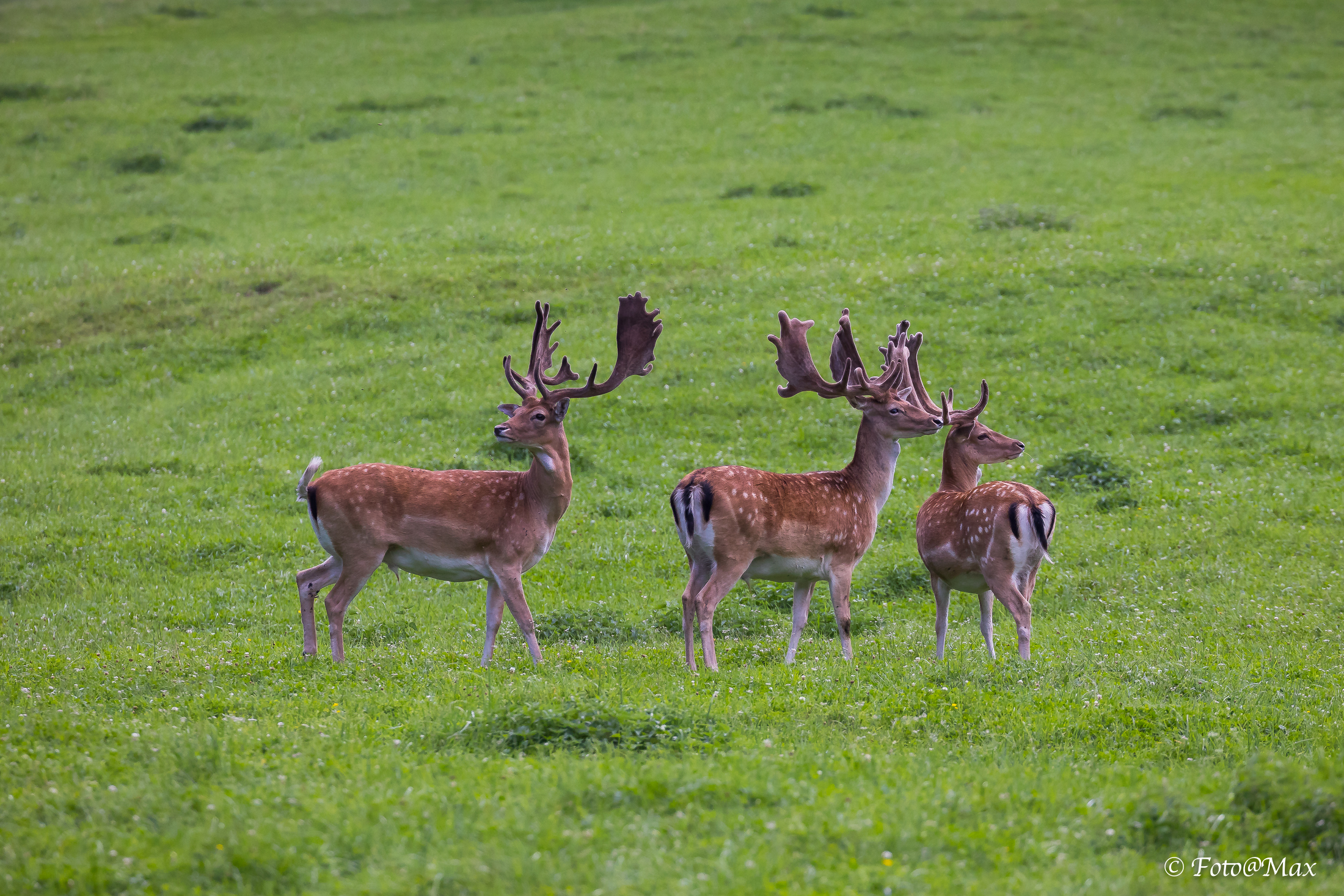 splendide creature !