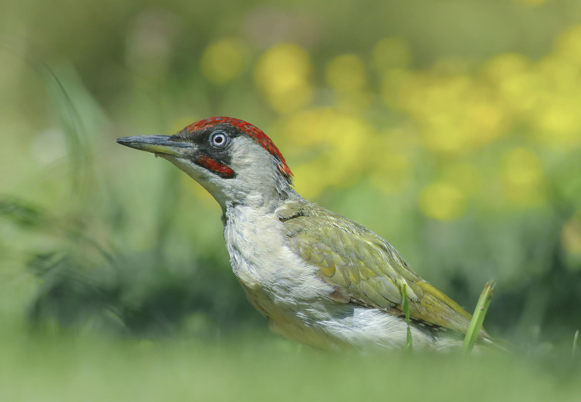 i colori del picchio verde