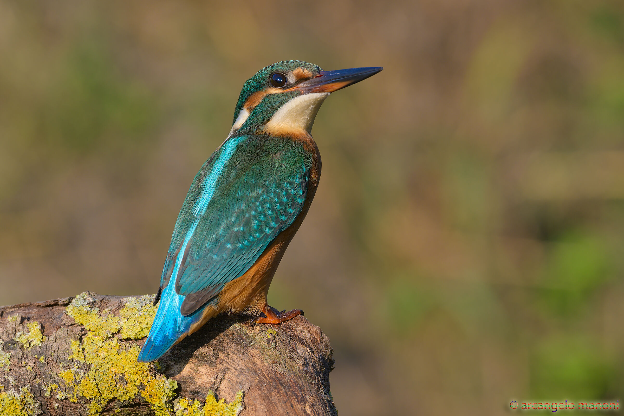 The good day is seen from the martini