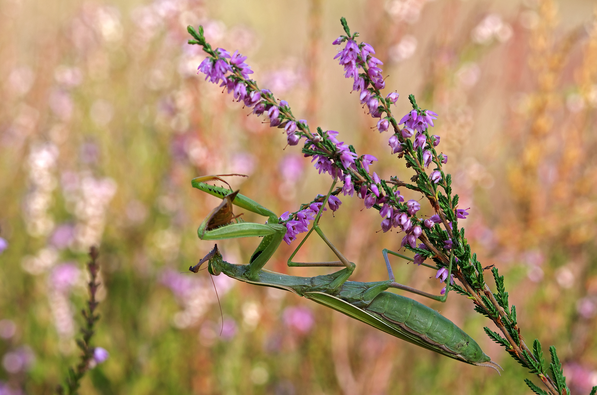 Paste between heather