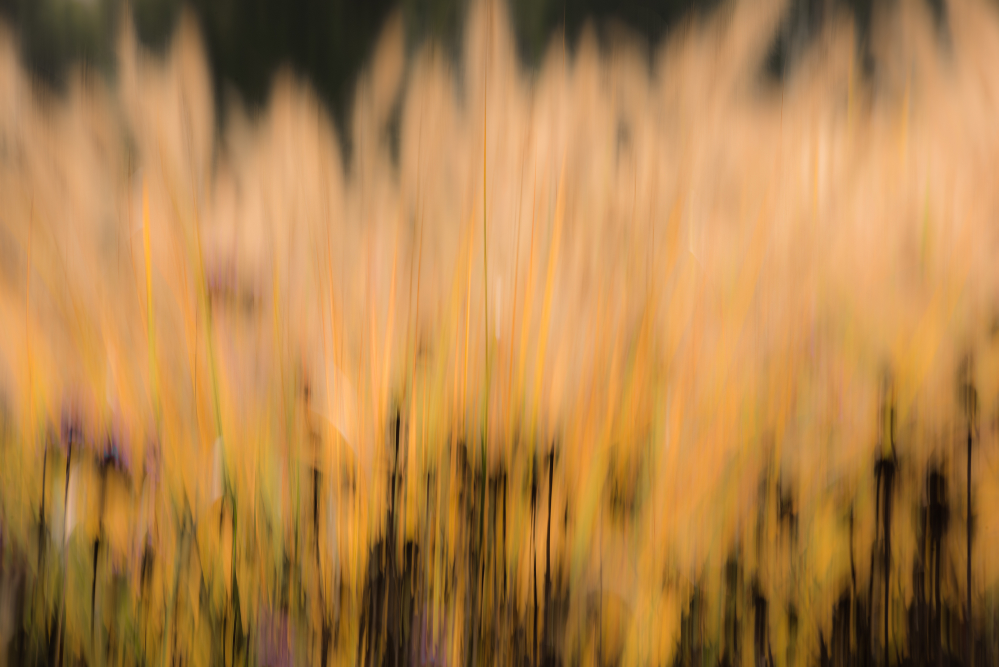 Fire Garden, New1000