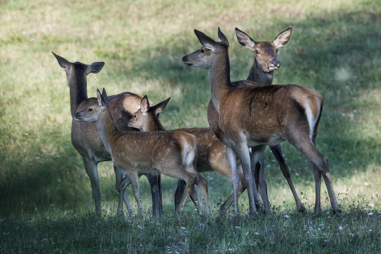 A family of deer.