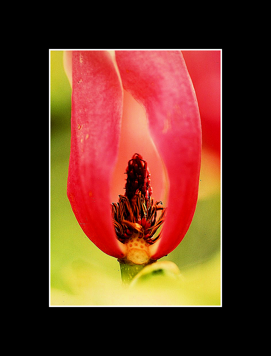 My flower 2