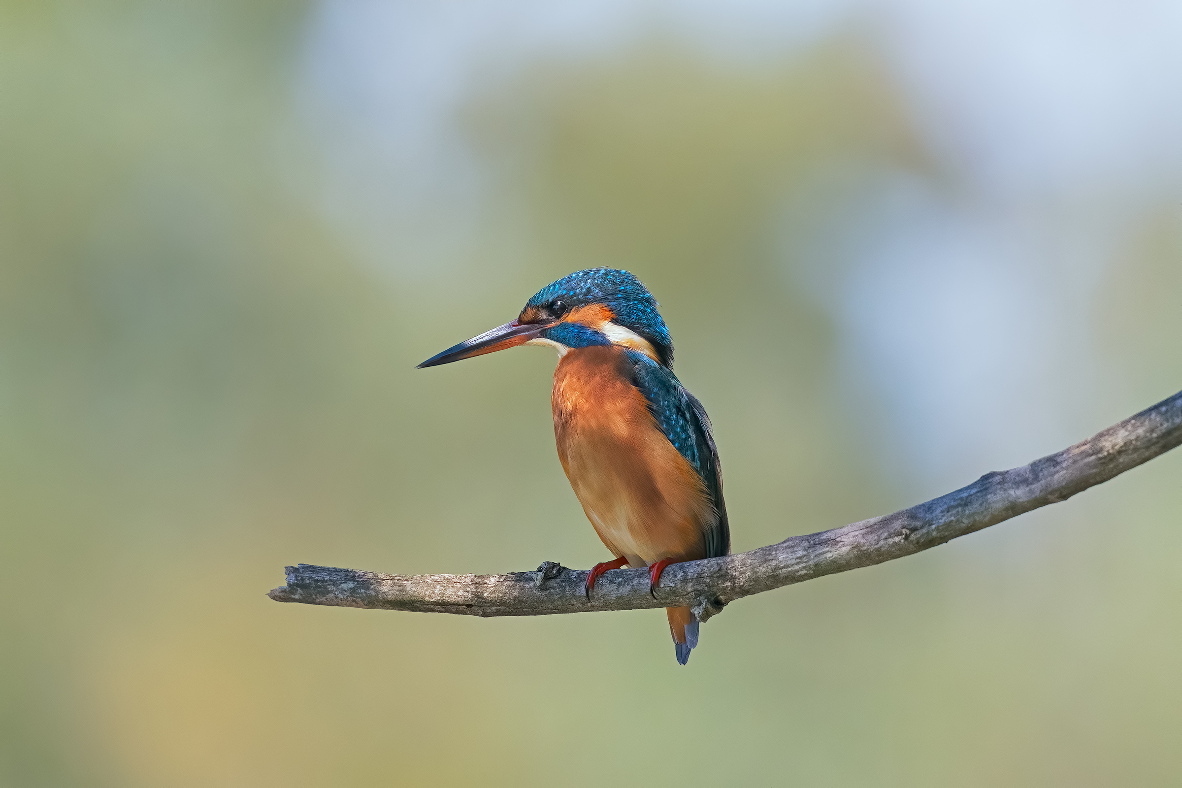 Martina in Appostamento