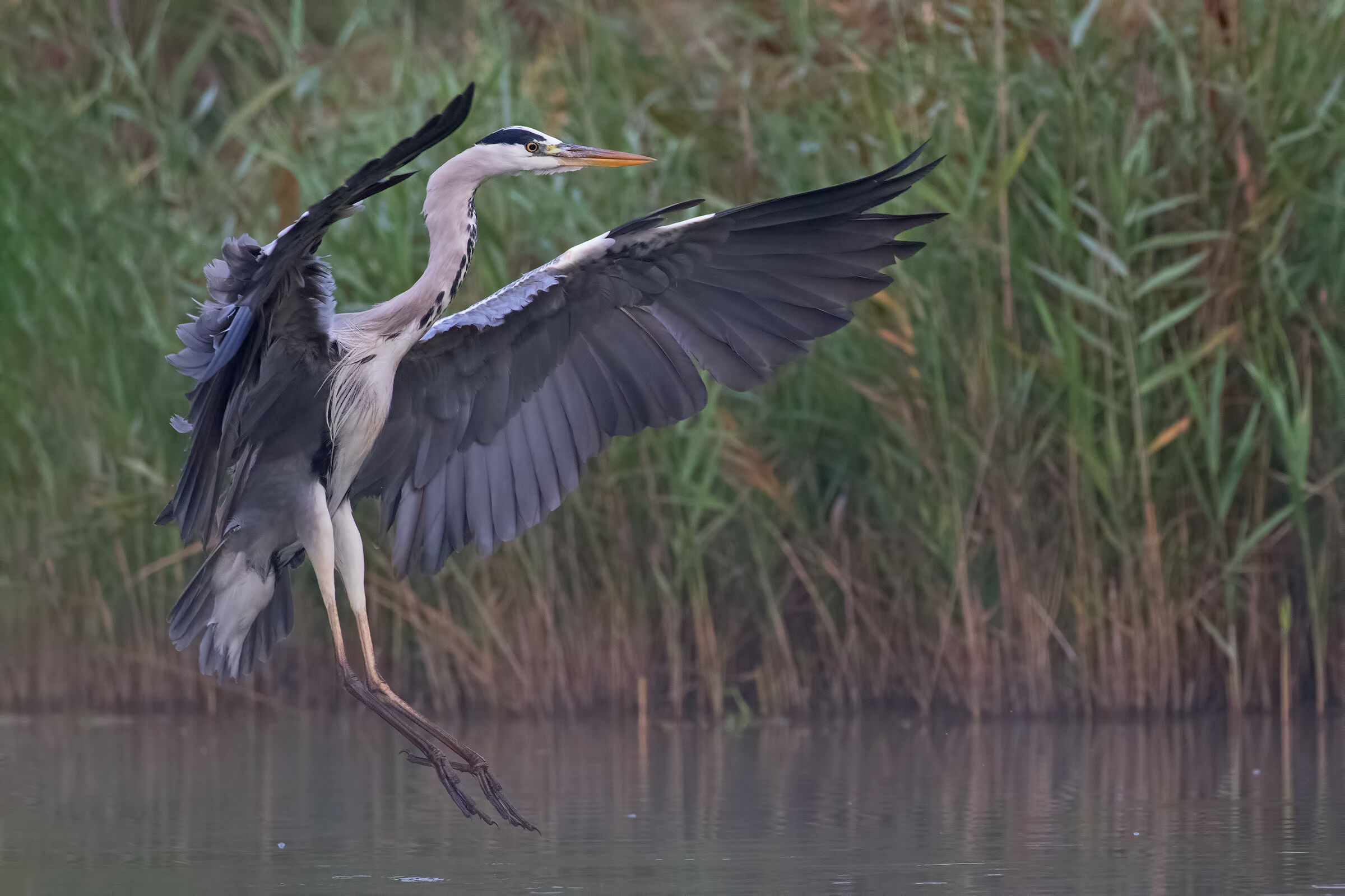 Cenerino in Arrivo...