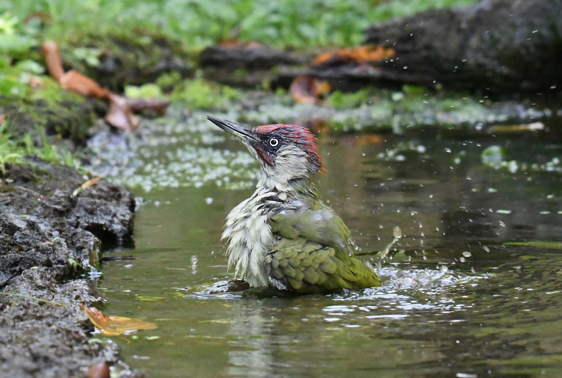 GREEN WOODPECKER