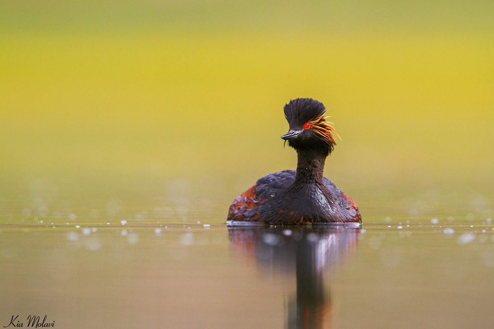 Grebe