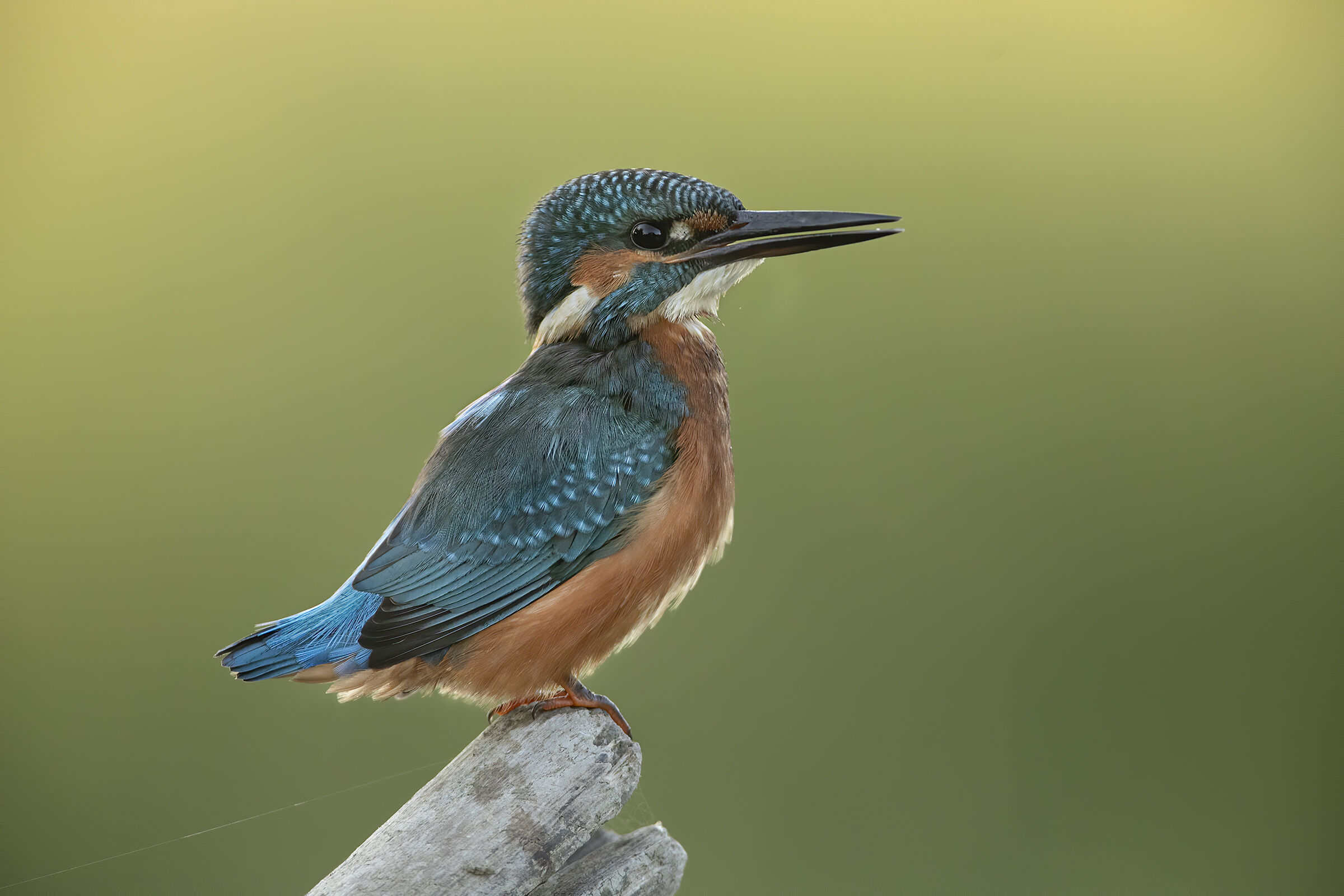 ritratto del martin pescatore