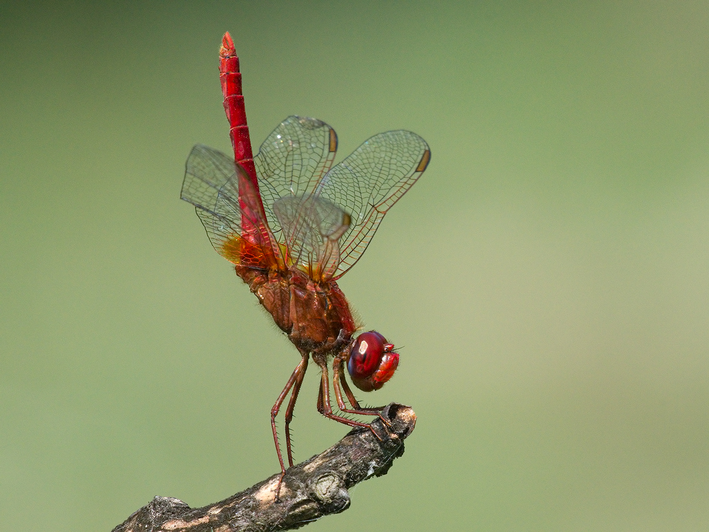 Dragonfly Crocothemis erythraea (to be confirmed male