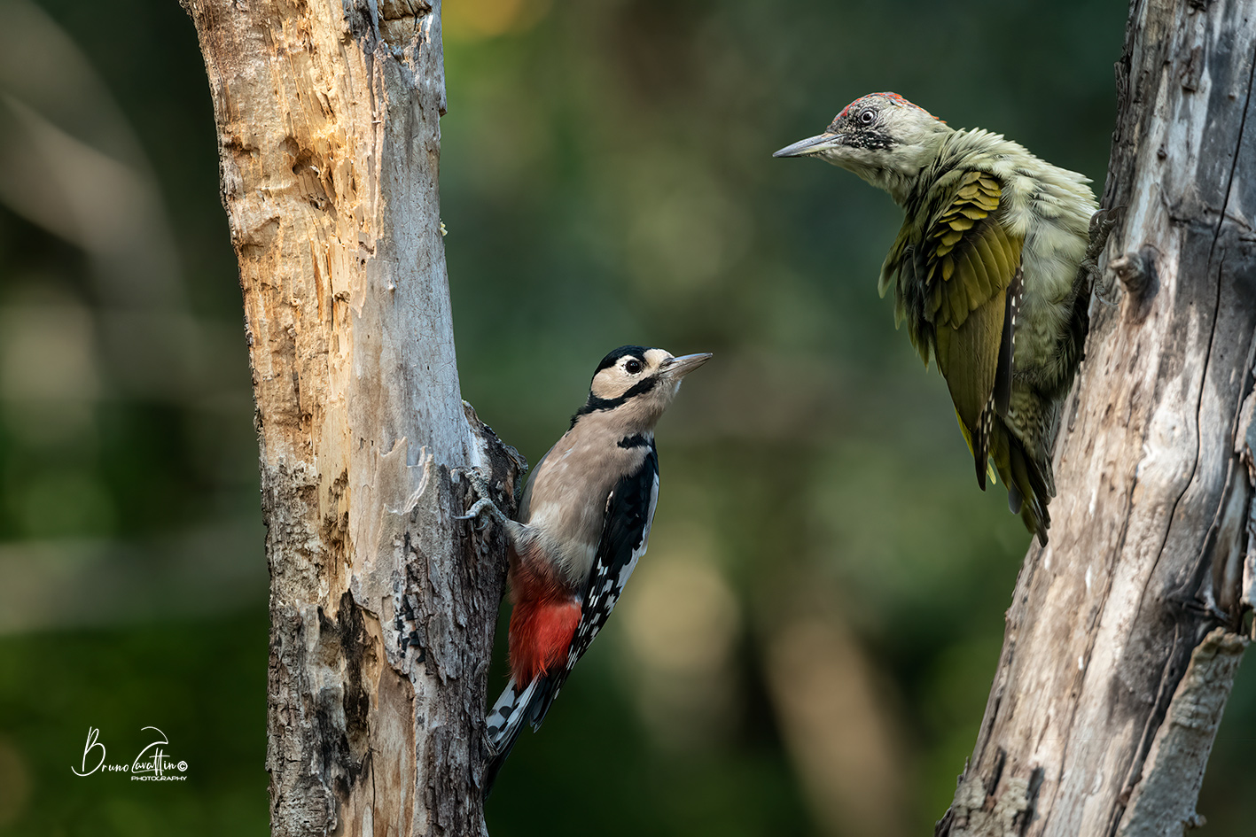 picchio rosso e verde