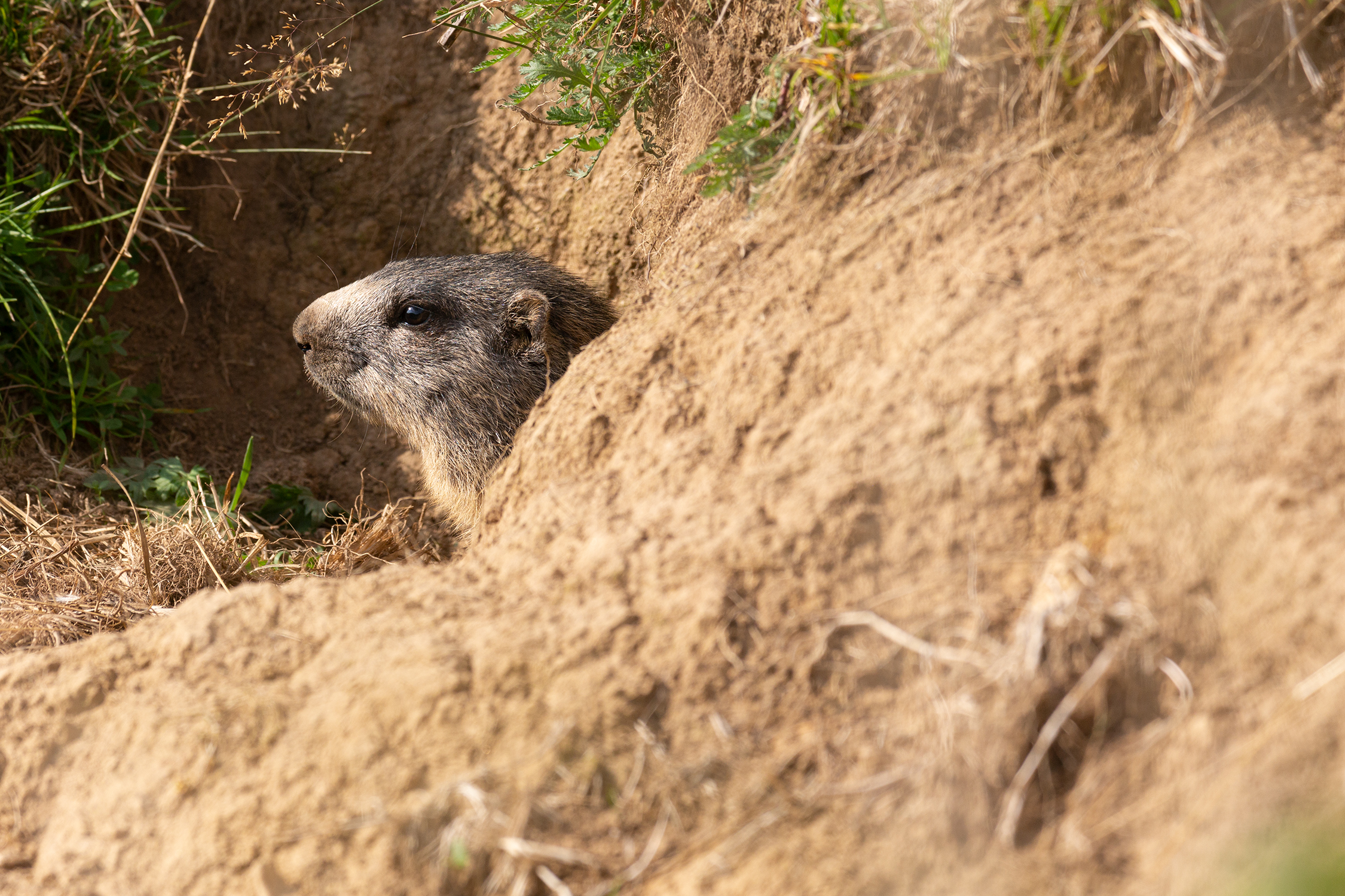 Baciata dall'ultimo sole
