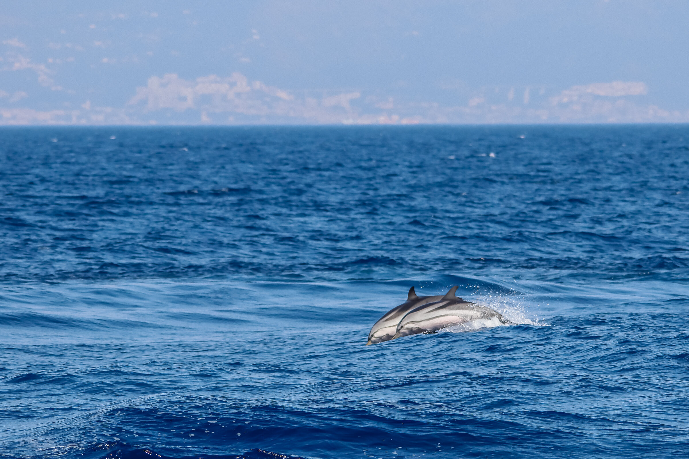 Il salto delle stenelle