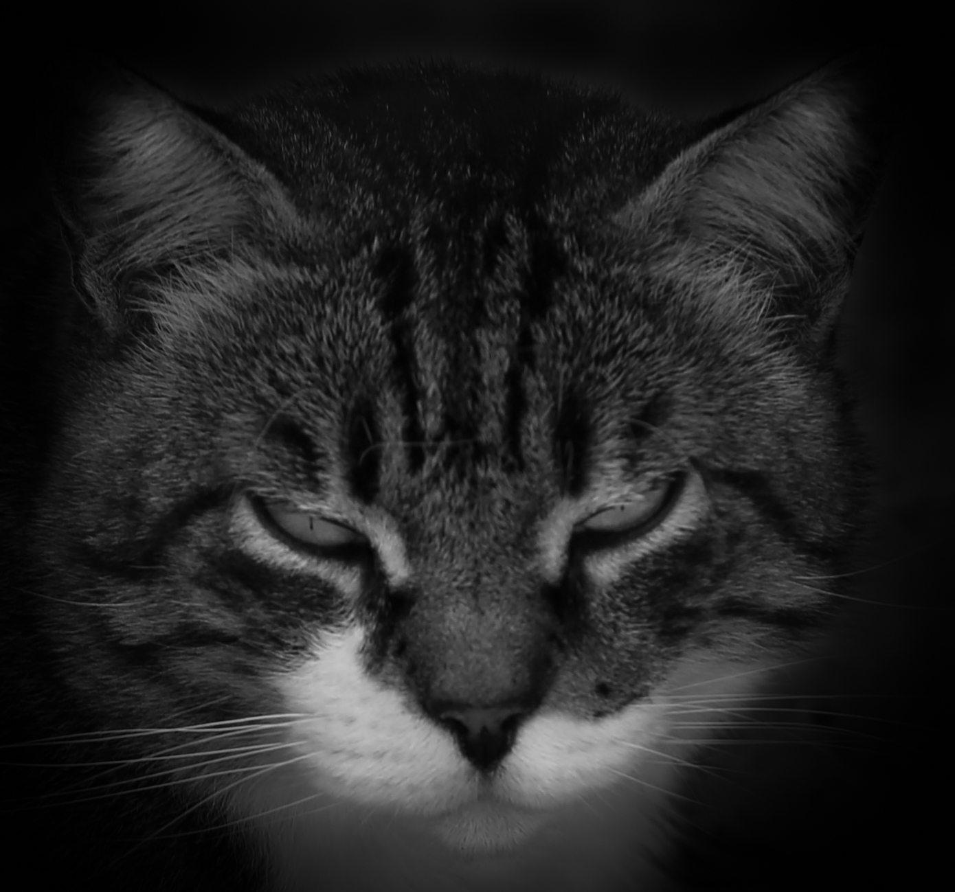 Gatto arrabbiatissimo