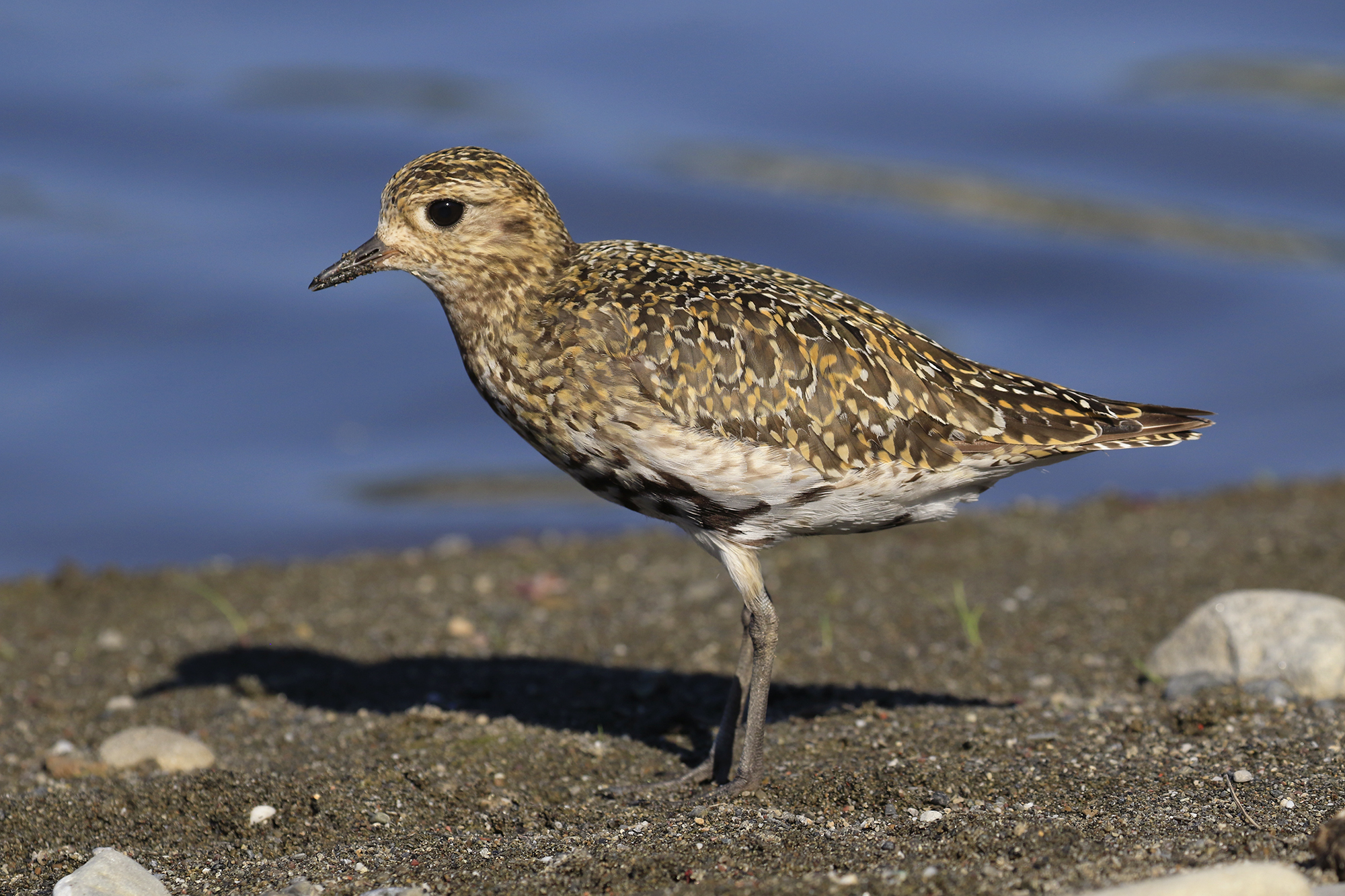 piviere dorato nostrano in riva al mare