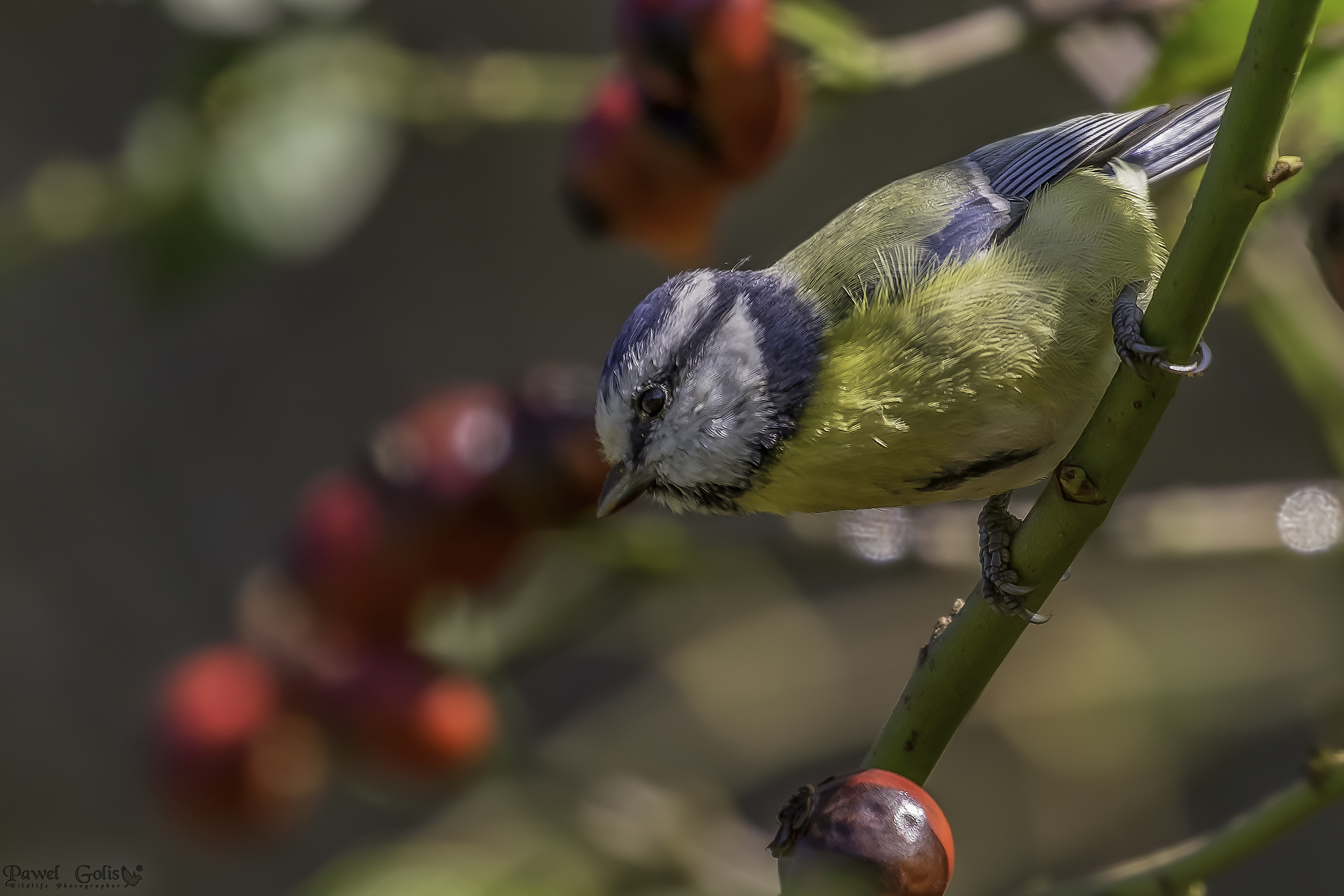 Tetta blu eurasiatica (Cianistie caeruleus)