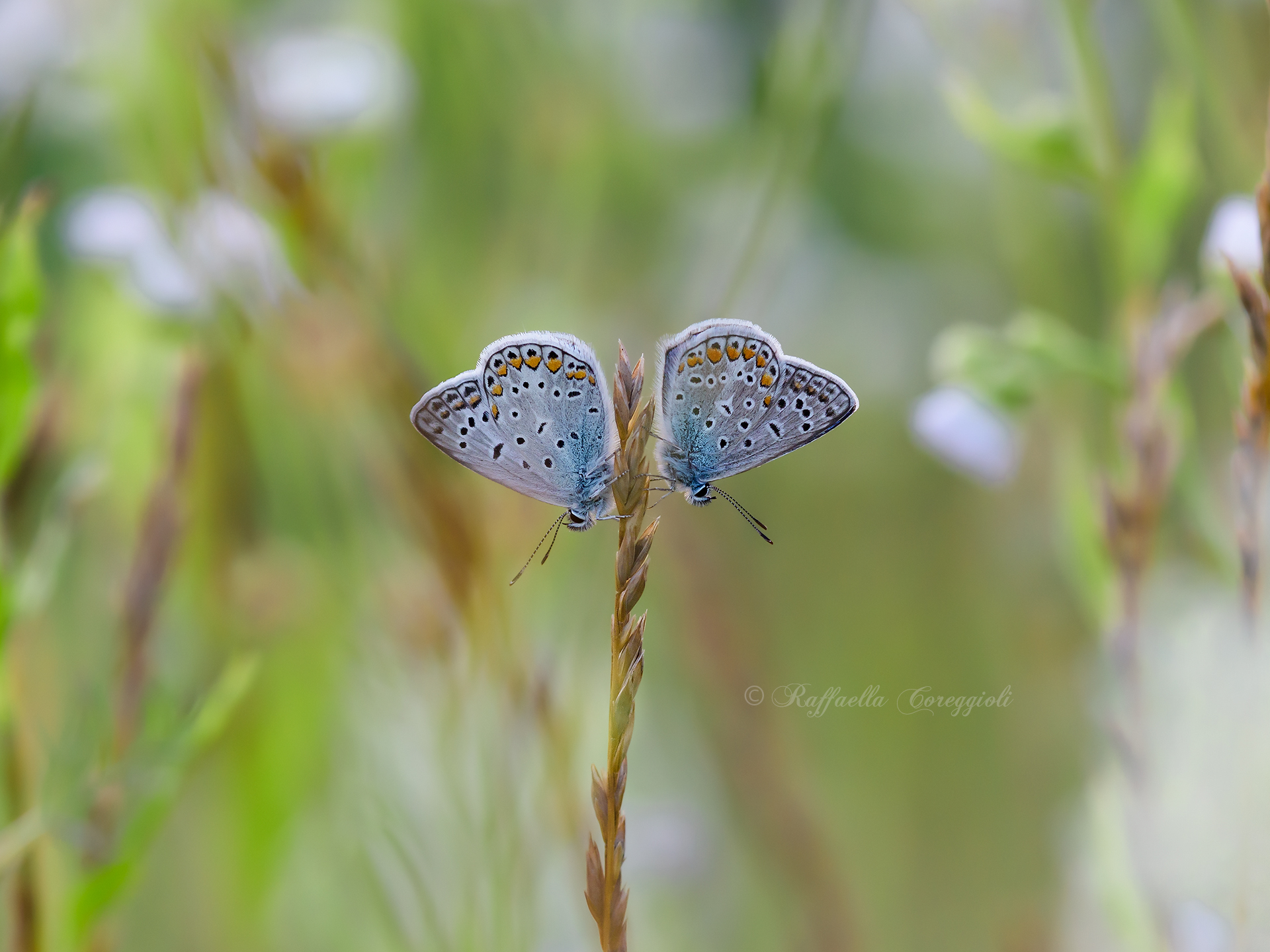 Polyommatus icarus