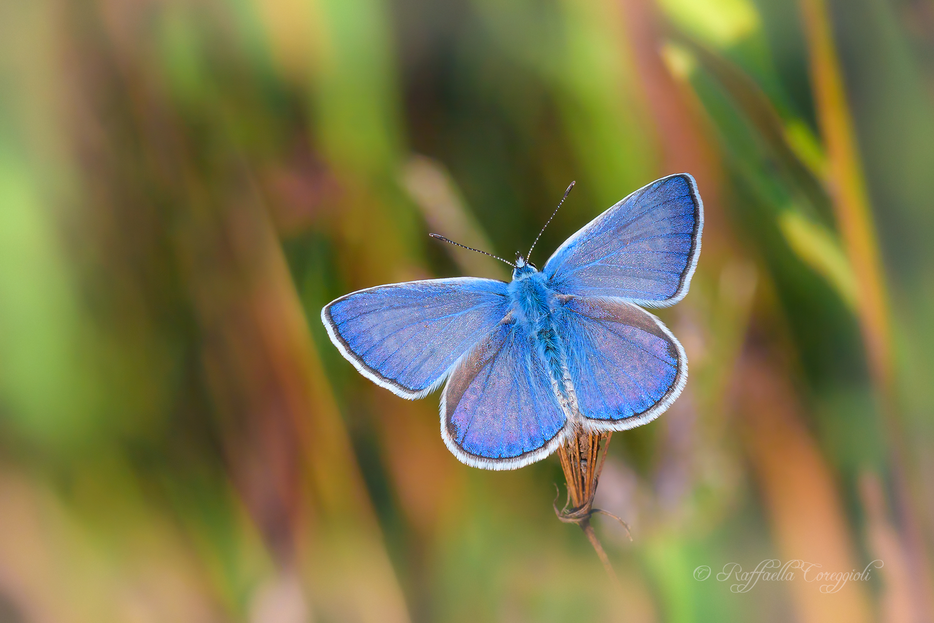 Polyommatus icarus