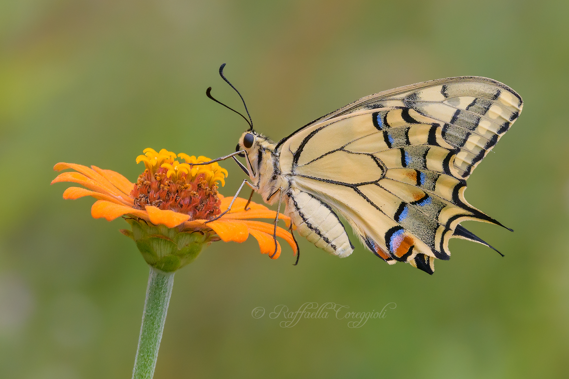 Machaon Papilio