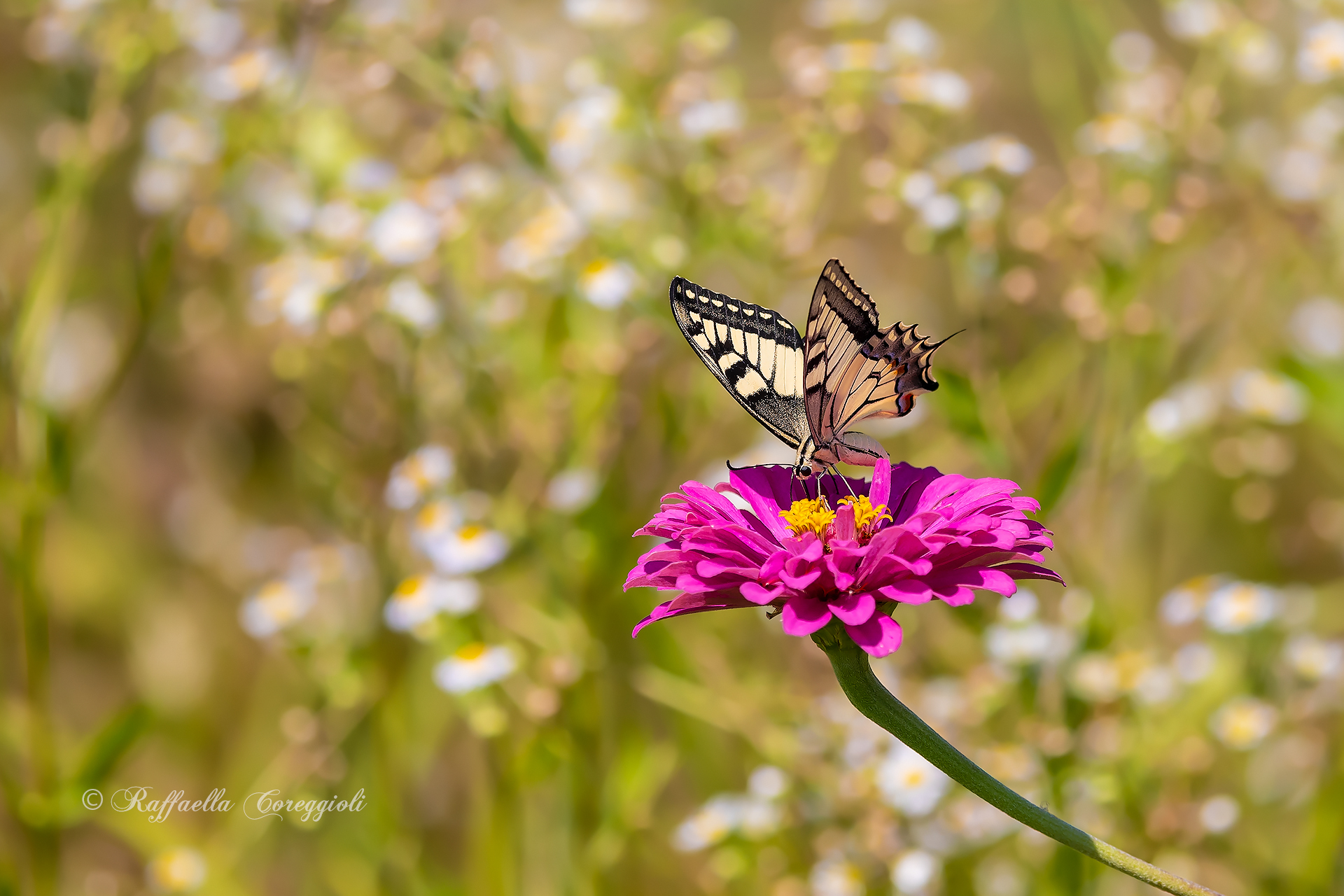 Machaon Papilio