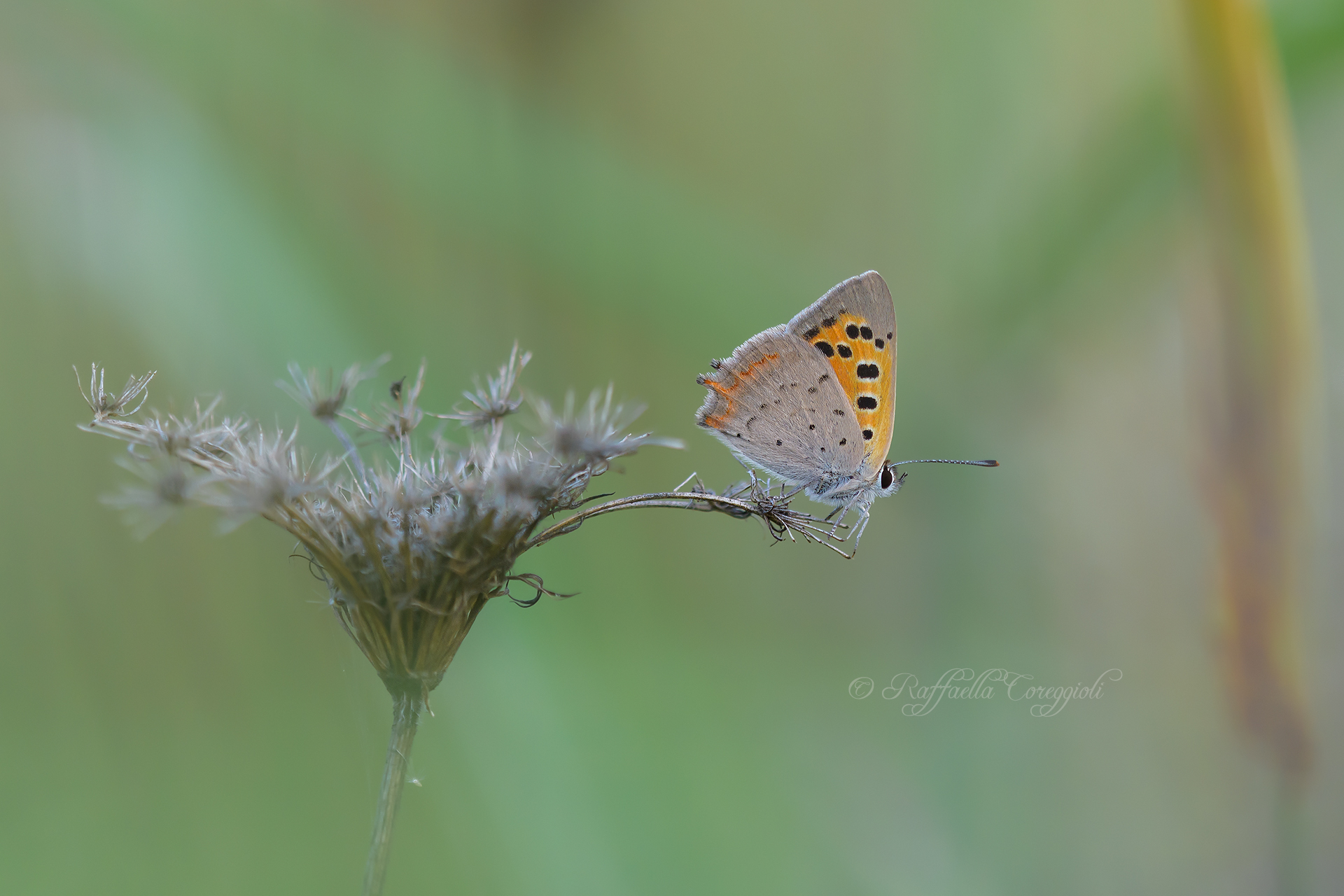 Lycaena Phlaeas