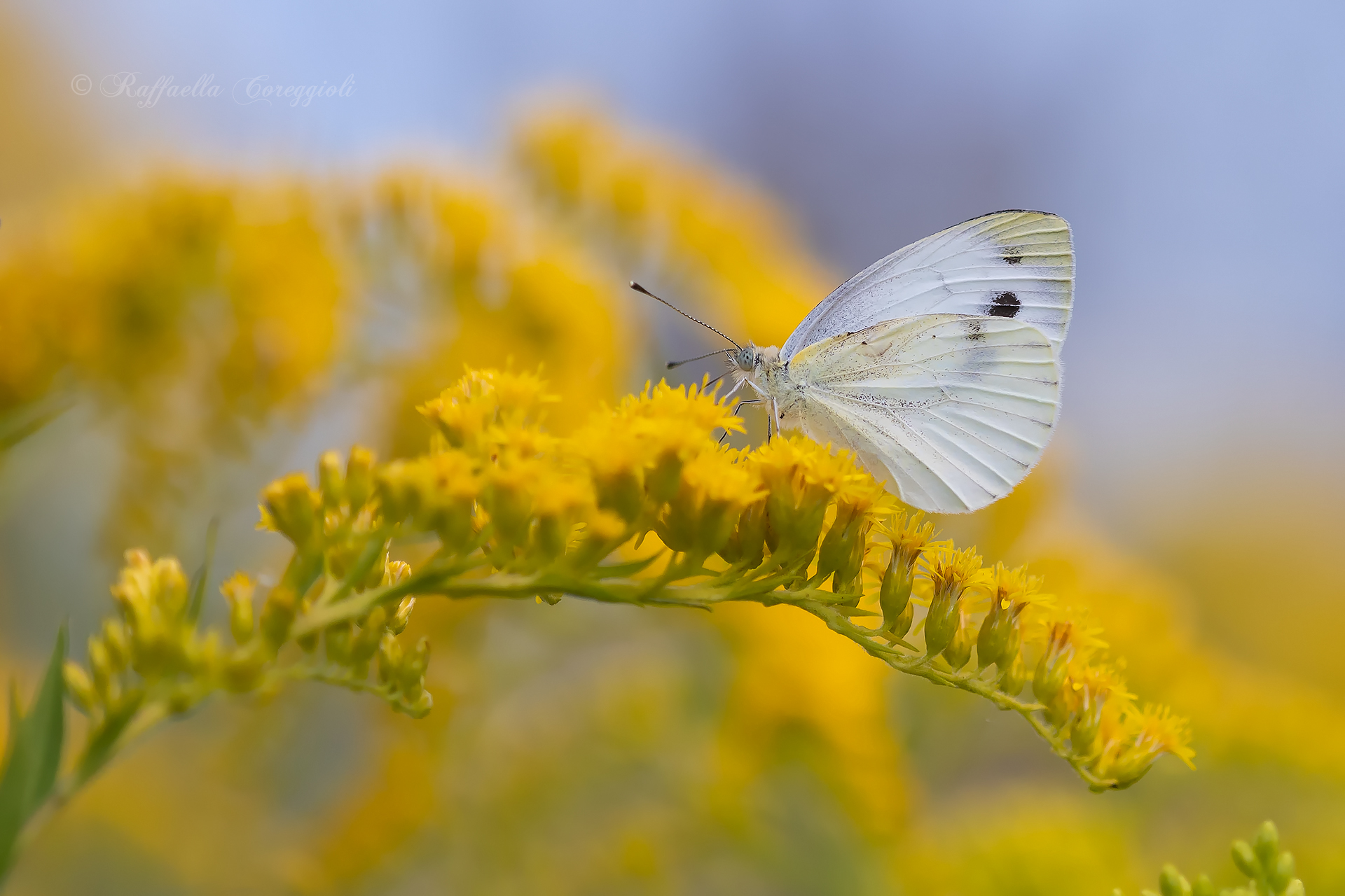 Pieris sp.