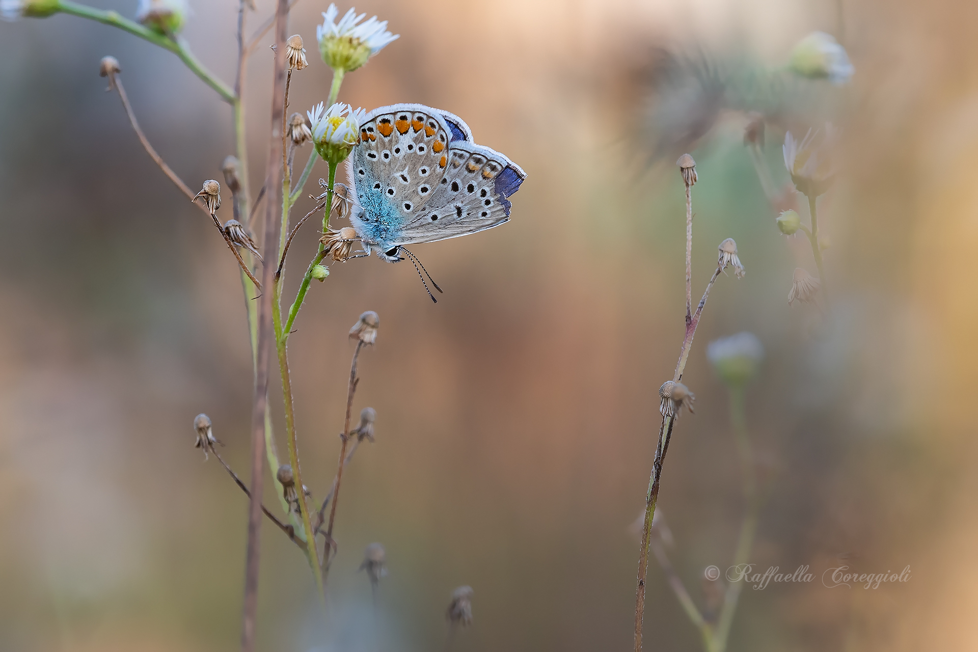 Polyommatus icarus