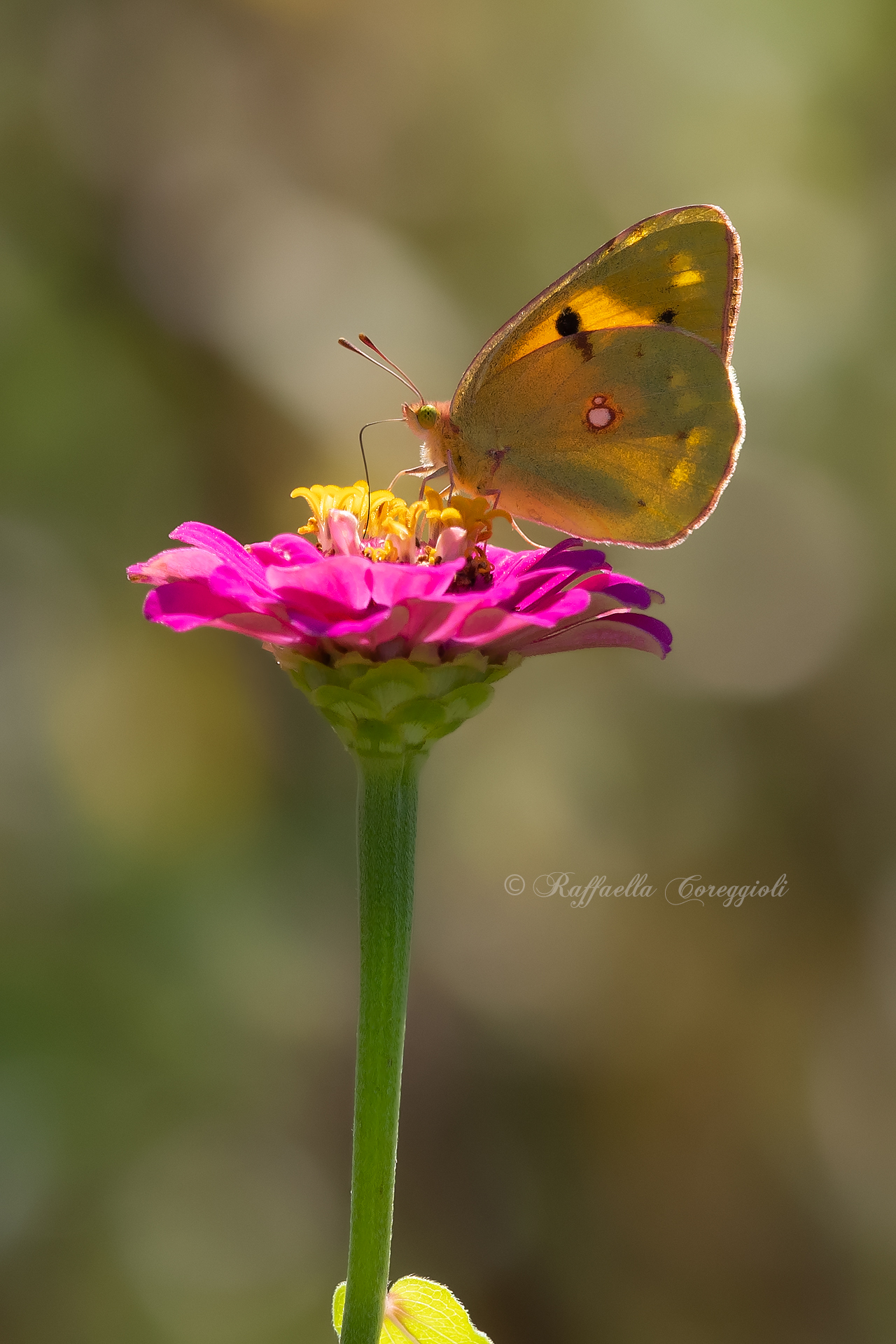 Cross Colias