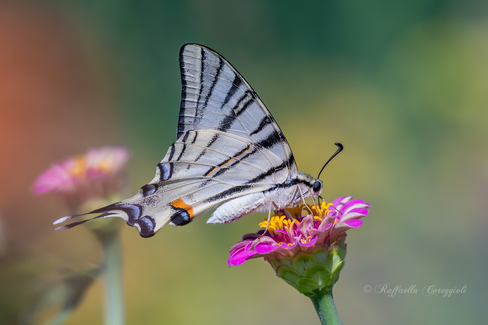 Iphiclides podaliruis