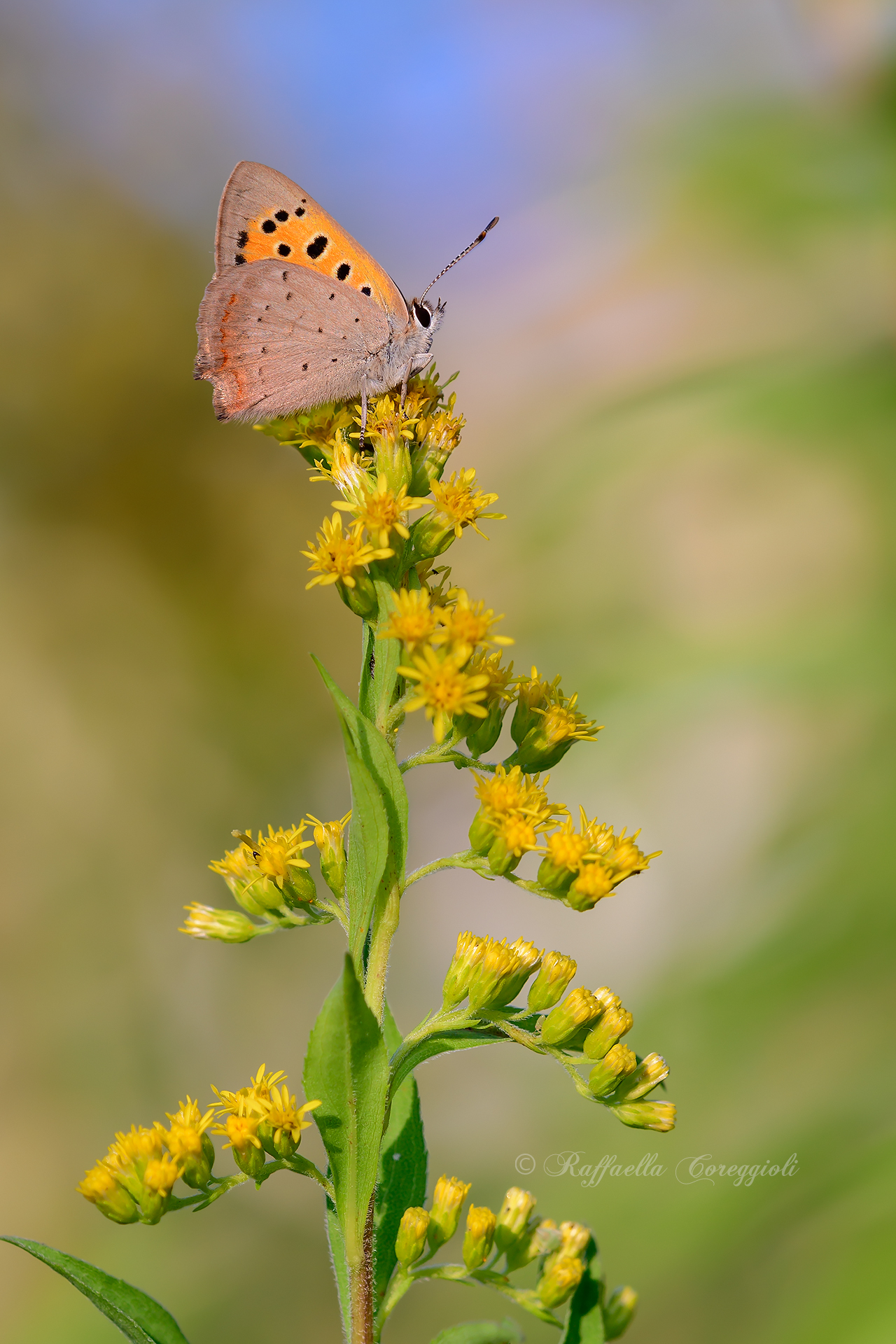 Lycaena Phlaeas