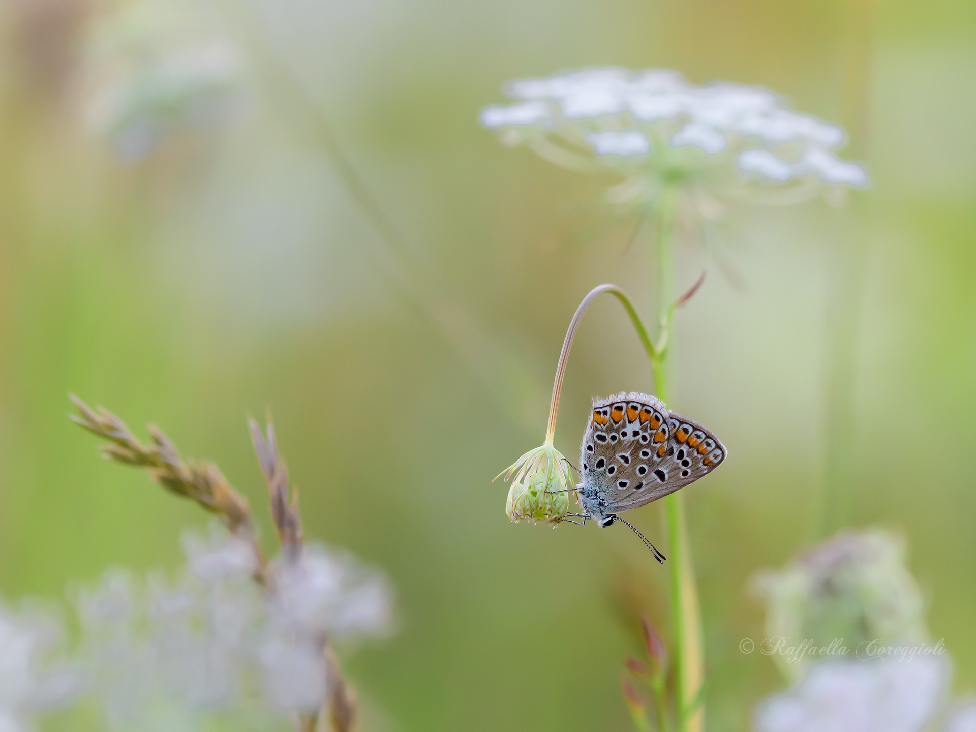 Polyommatus icarus