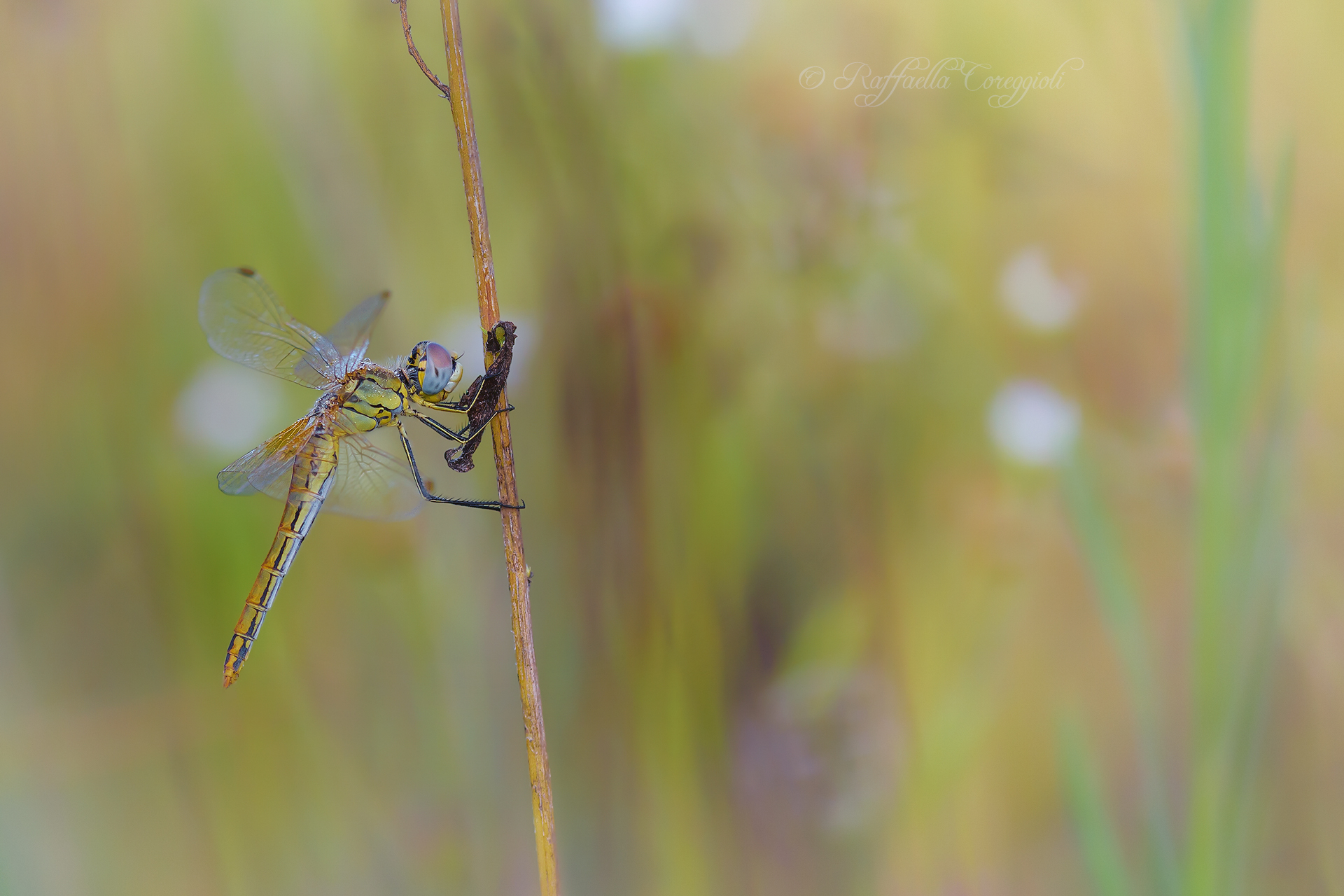 Sympetrum fonscolombii