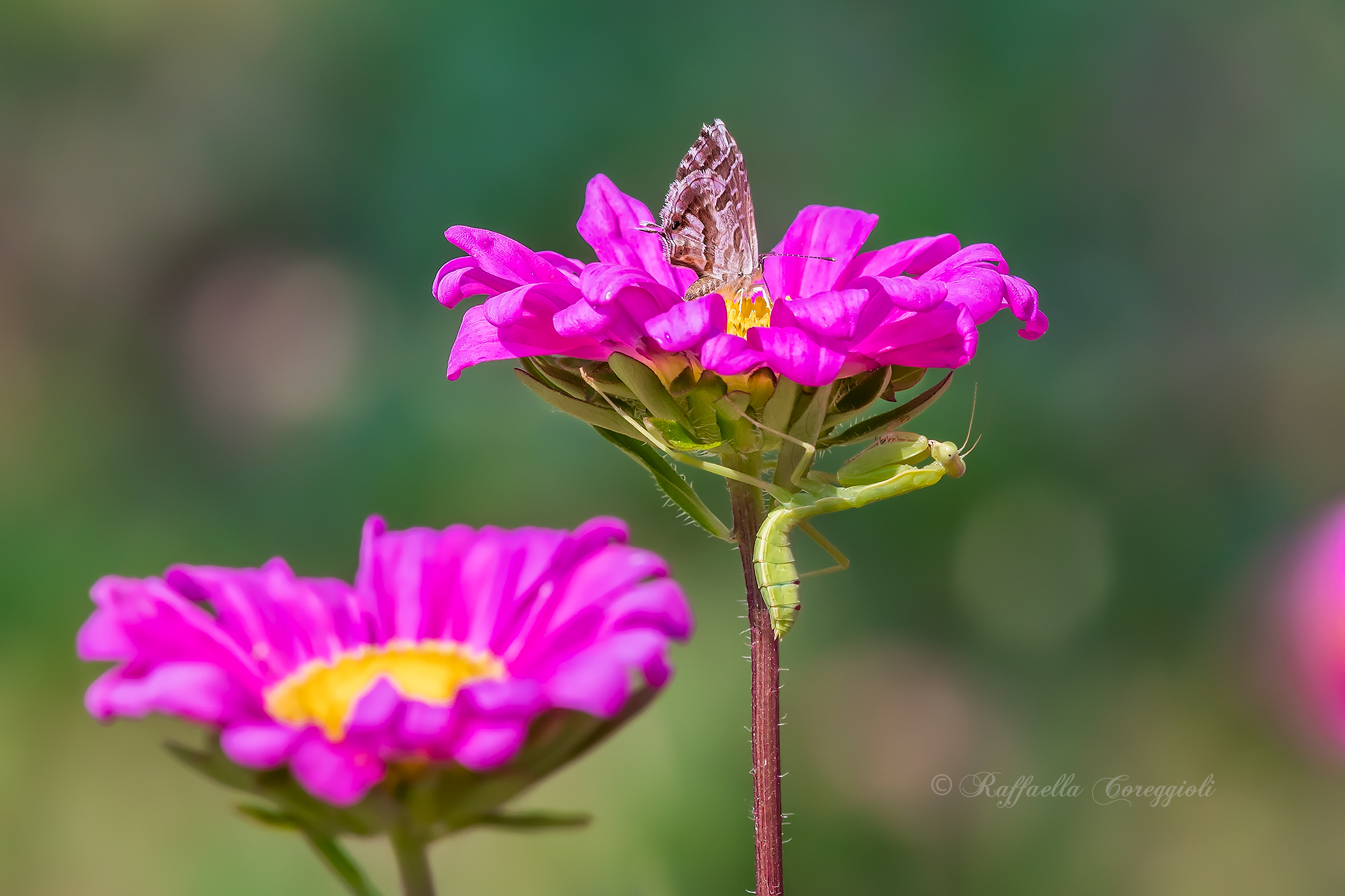Hierodula vs Cacyreus Marshalls