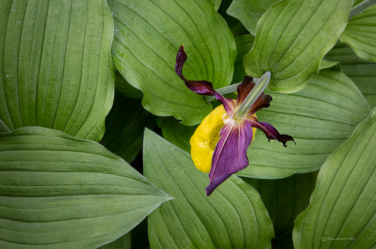 Cypripedium lime