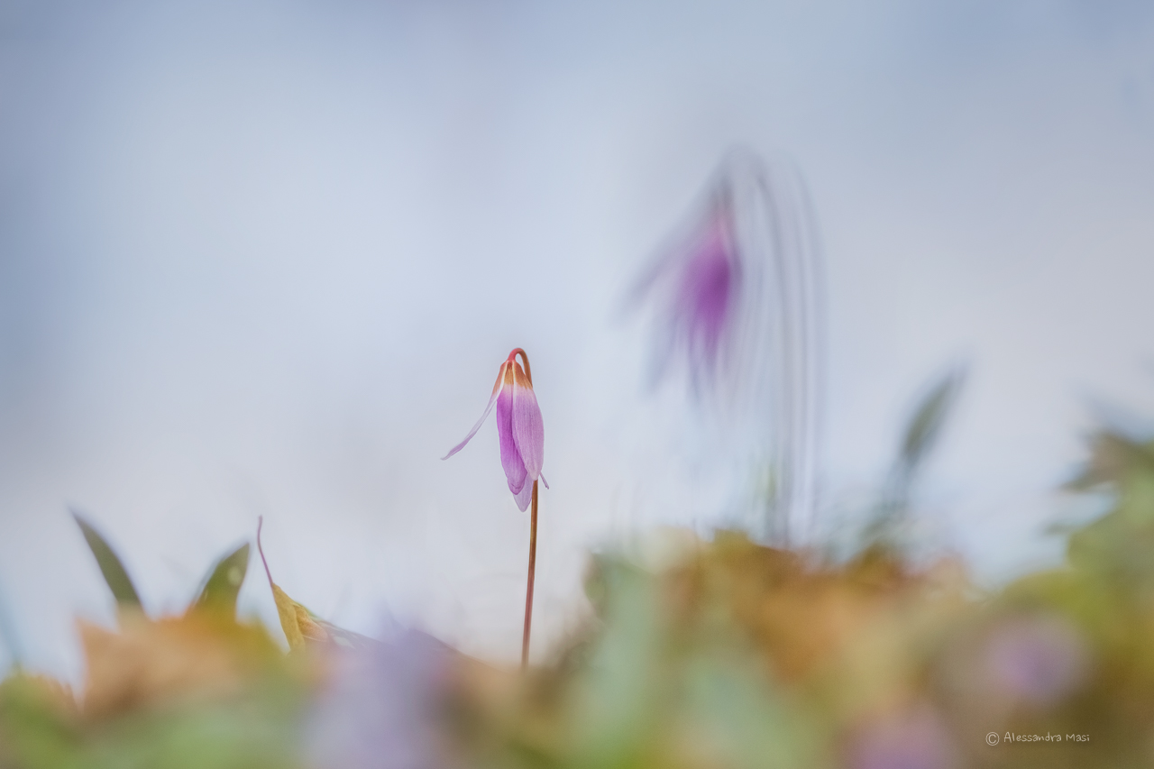 Erythronium dens-canis