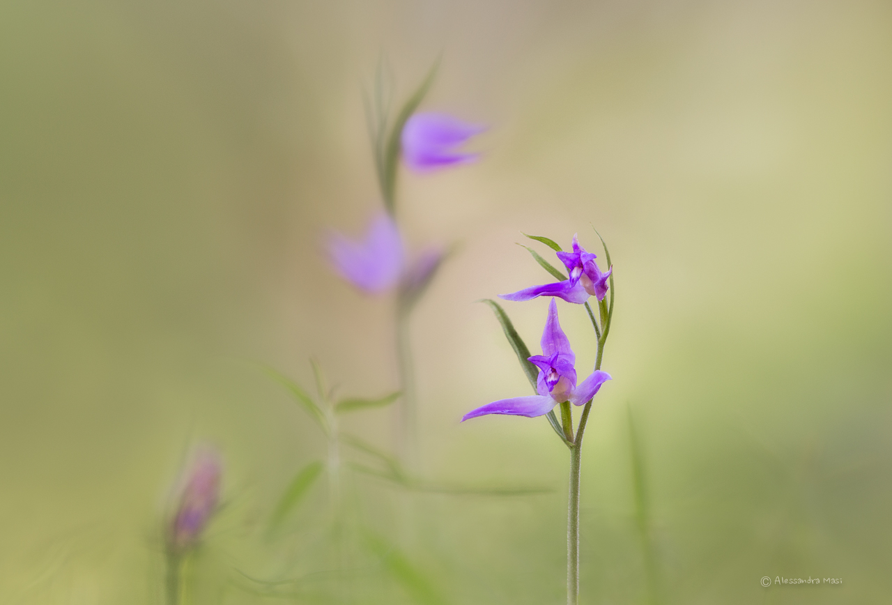 The elegant Cephalanthera rubra