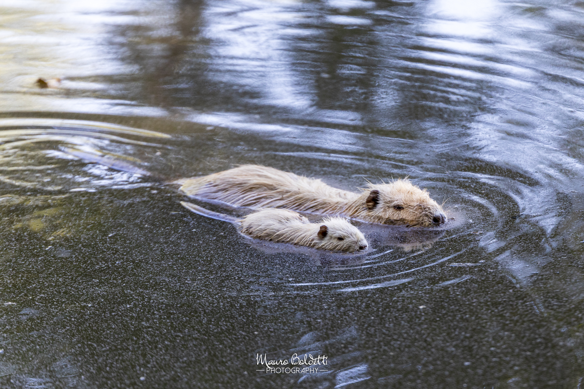 Nutria con piccolo