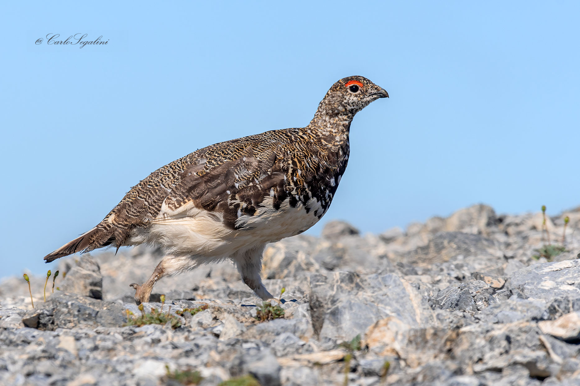 Pernice bianca in abito estivo