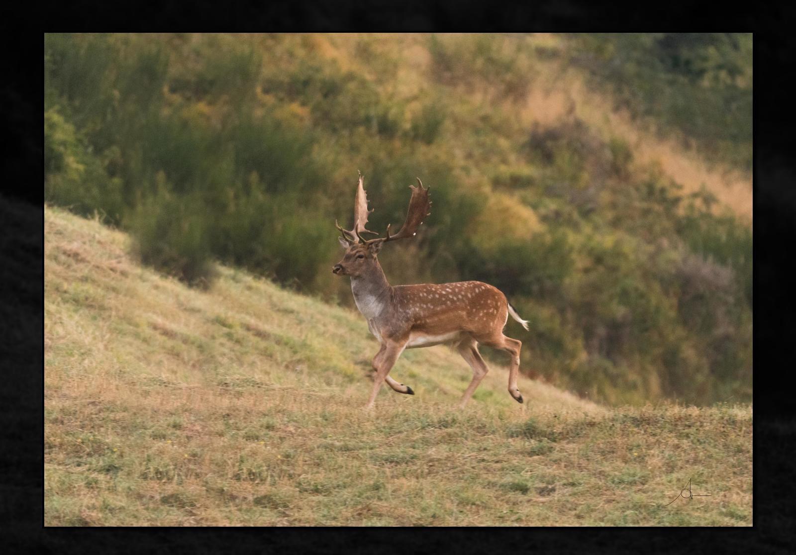 a nice deer, but the deer....????