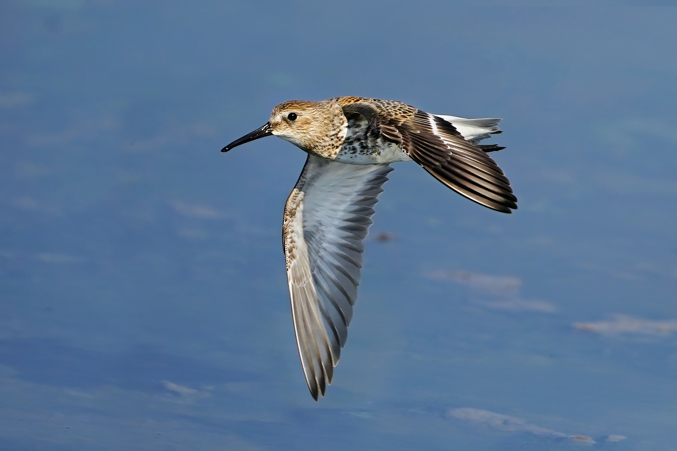 Black belly piovanelli