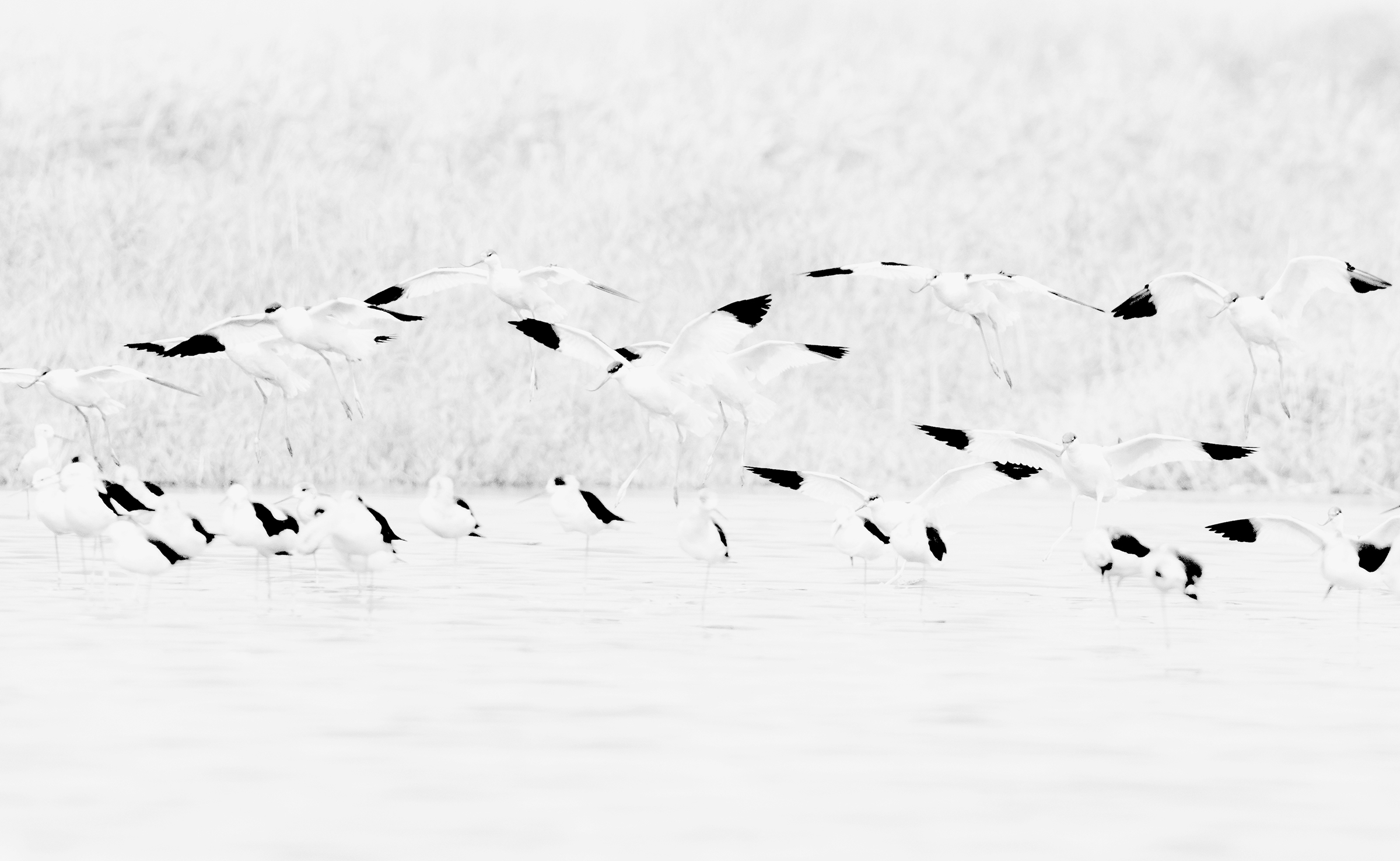 avocet in b&w