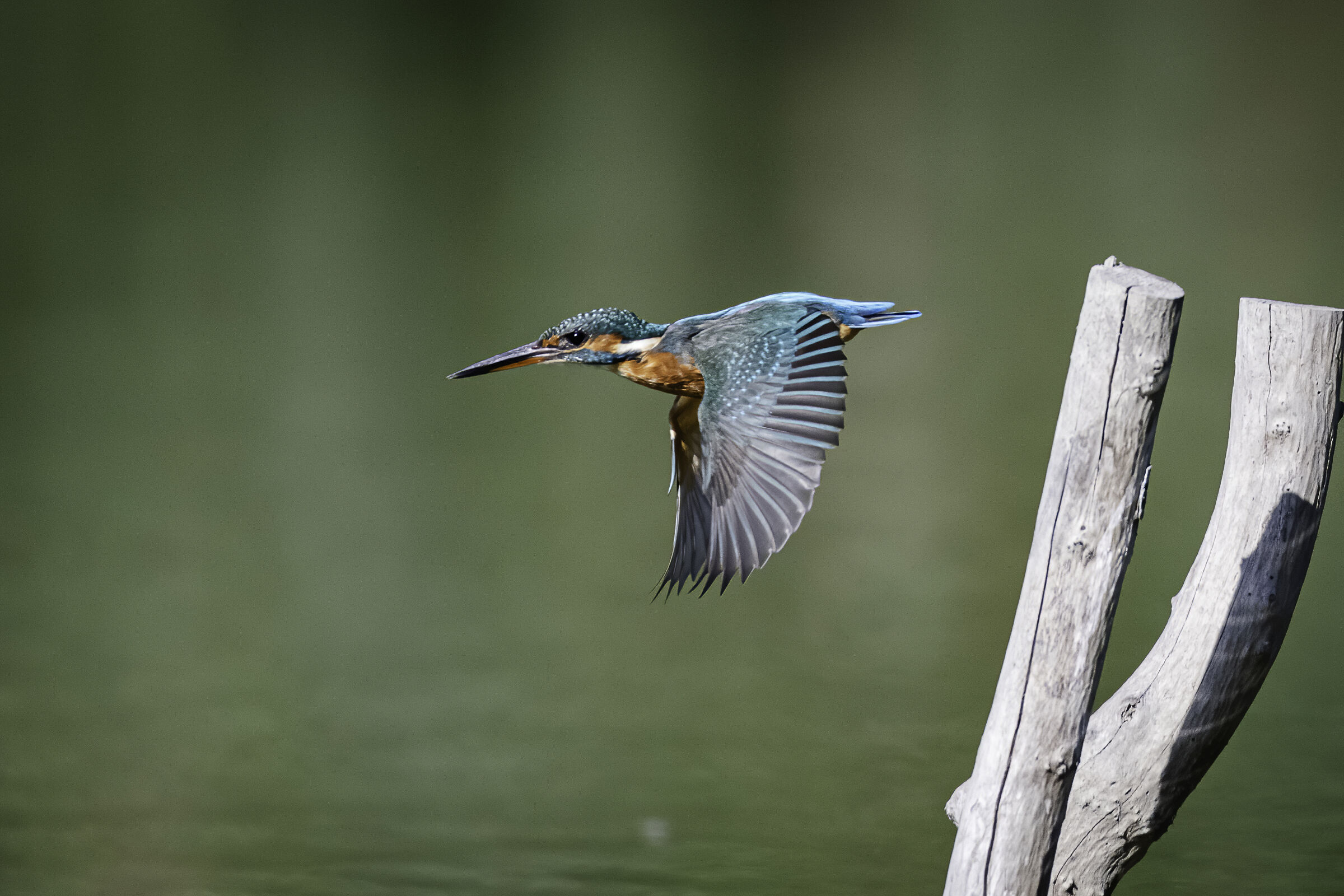 si parte per la pesca!
