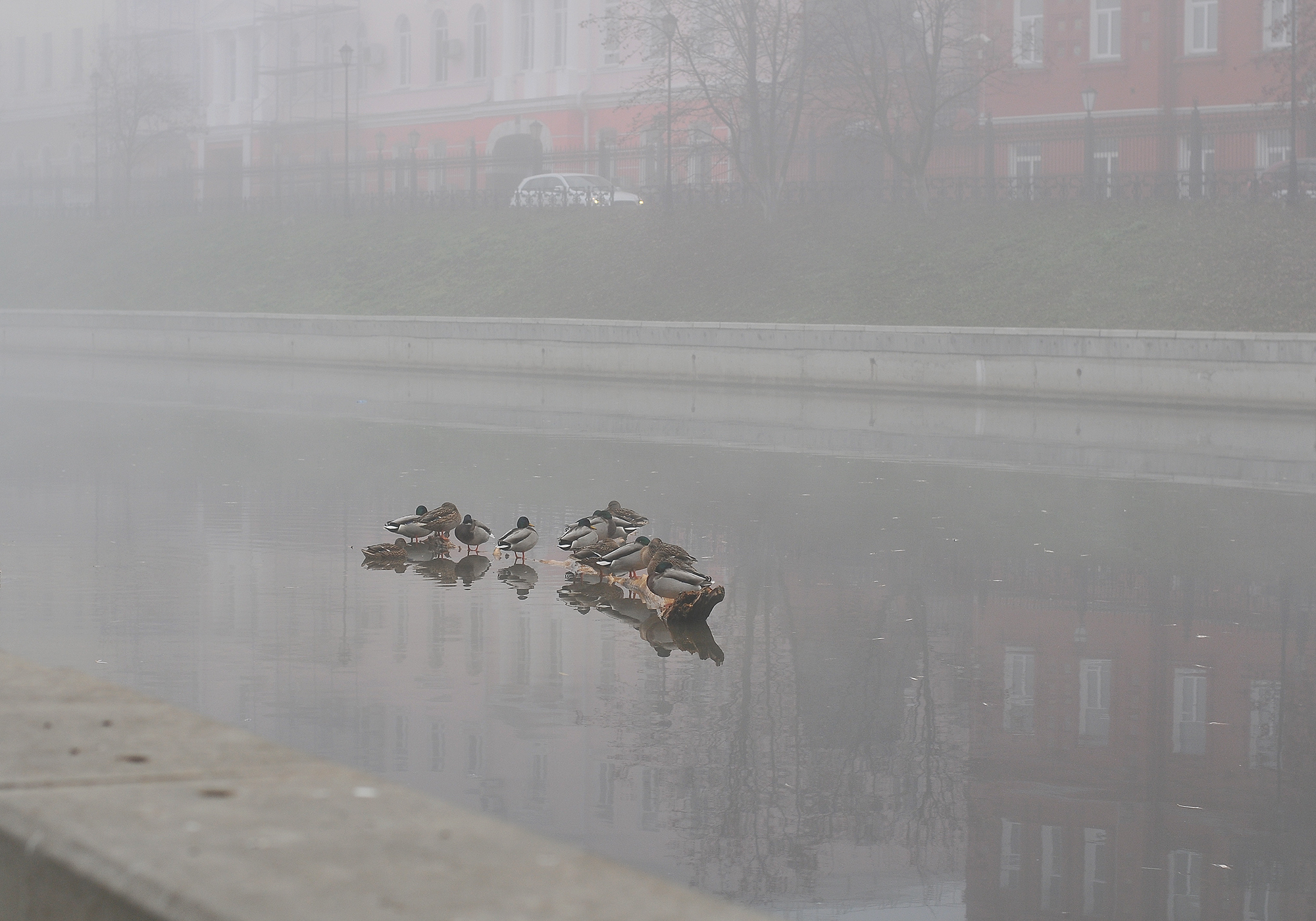 Mattina nebbiosa