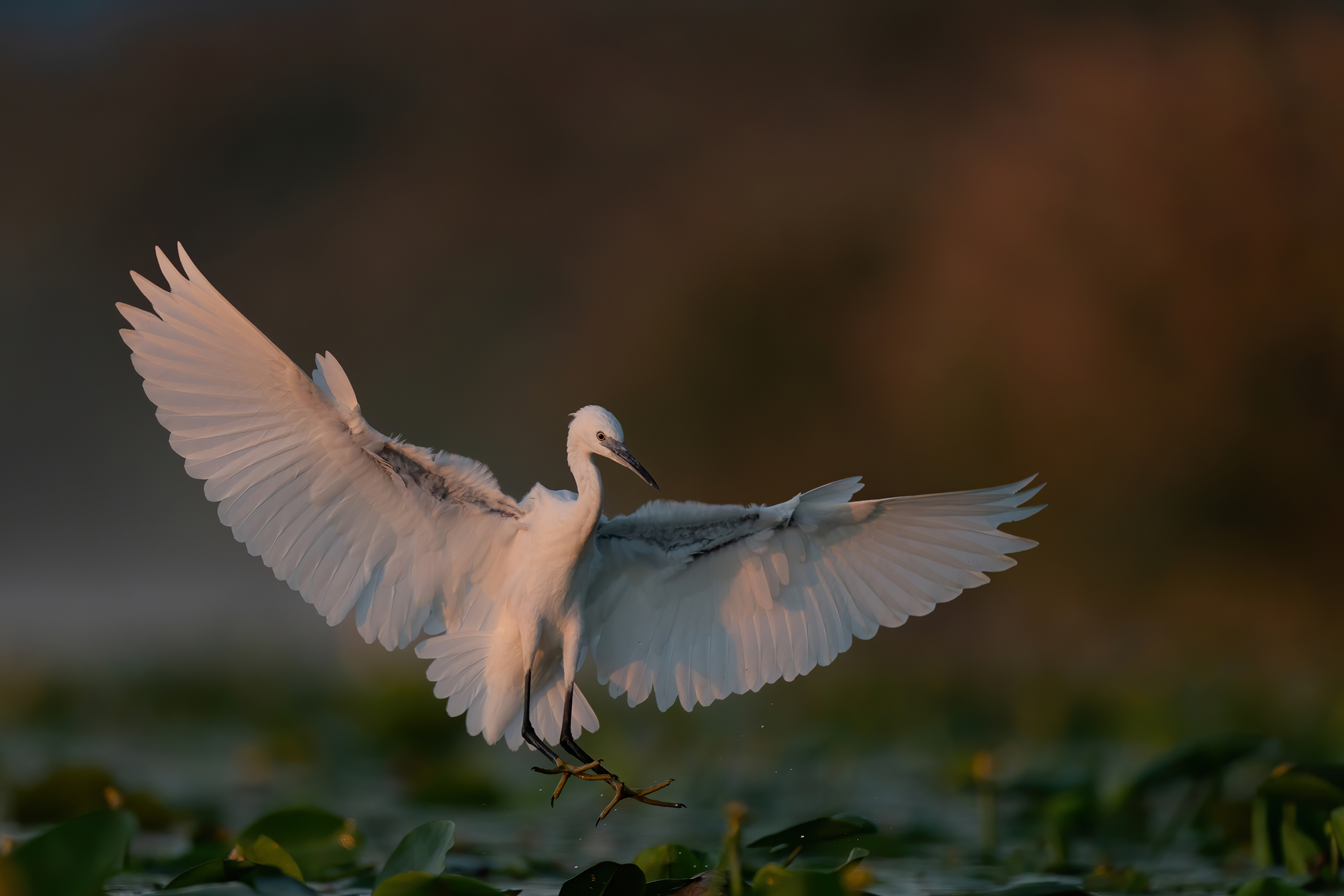 Prime luci sull'Egretta