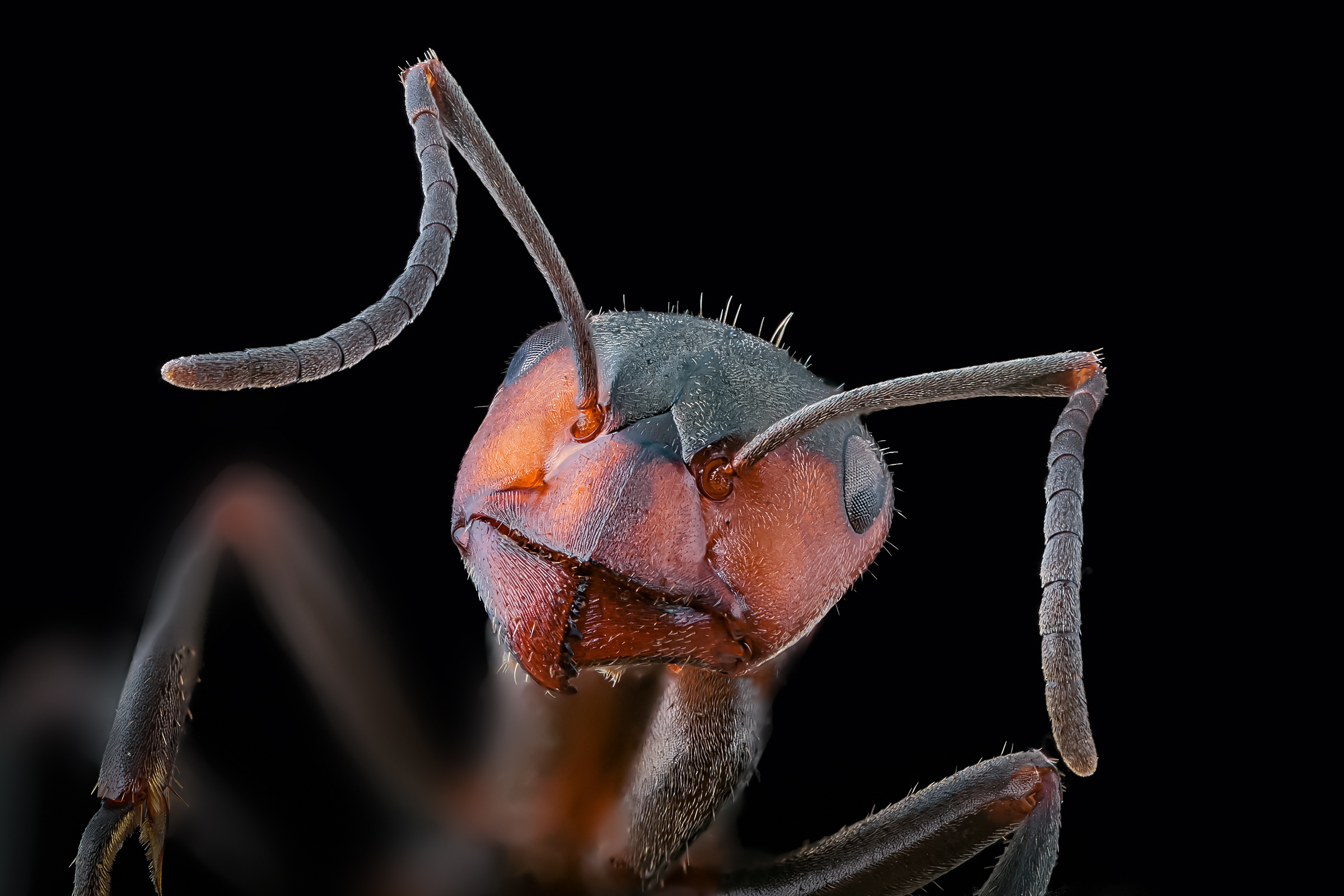 Ant