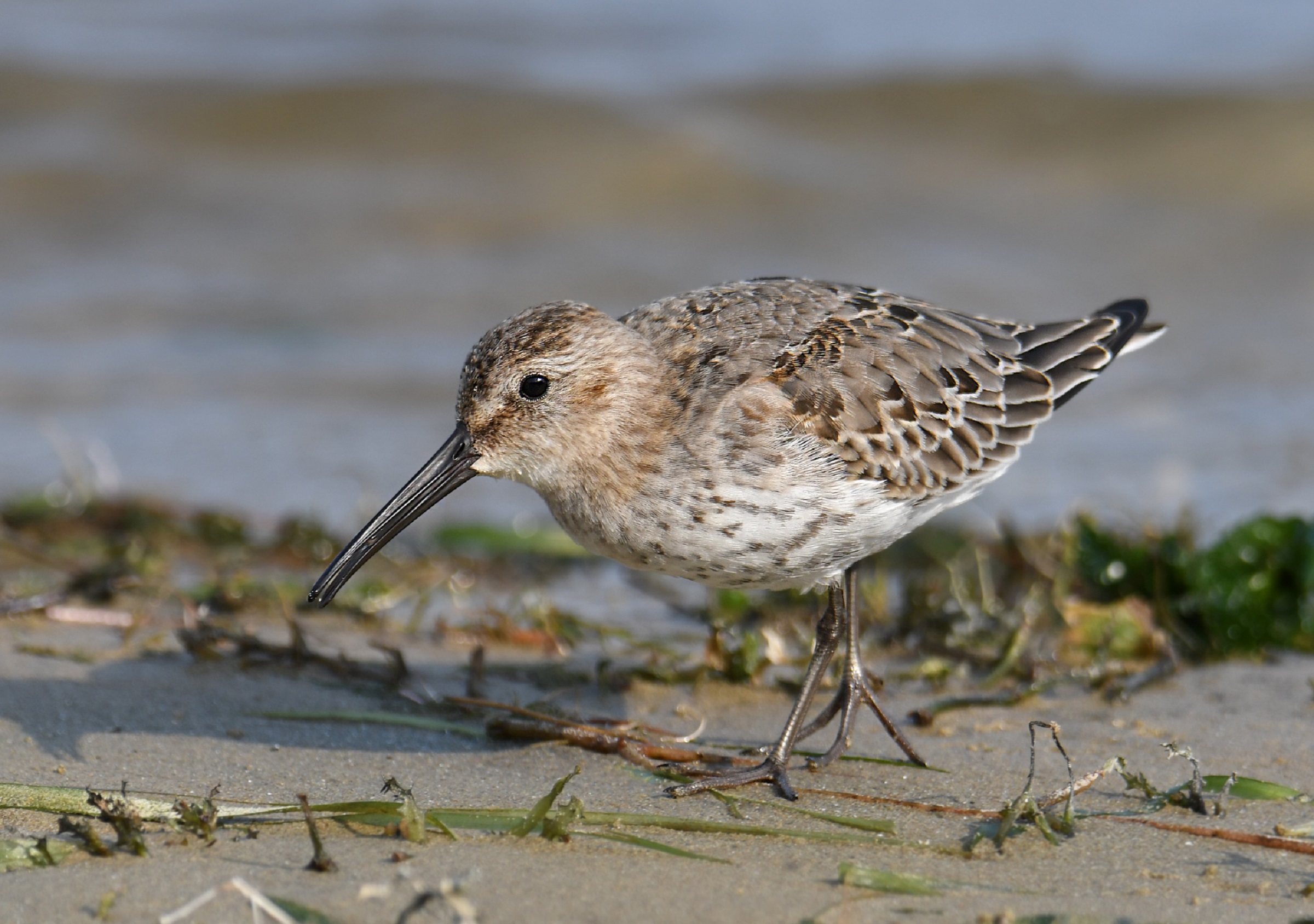 Black belly piovanello