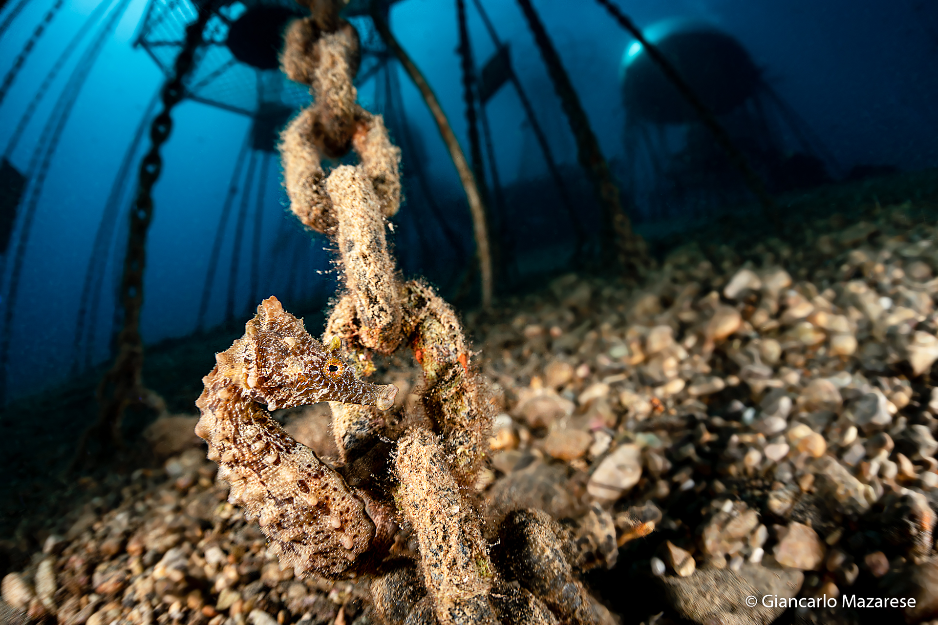 Hippocampus hippocampus