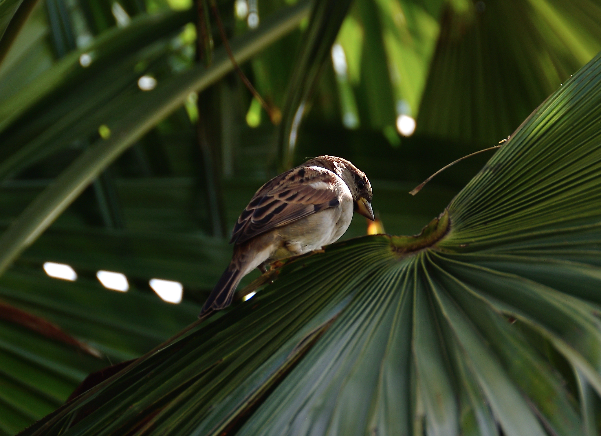 Passerottino sulle palme