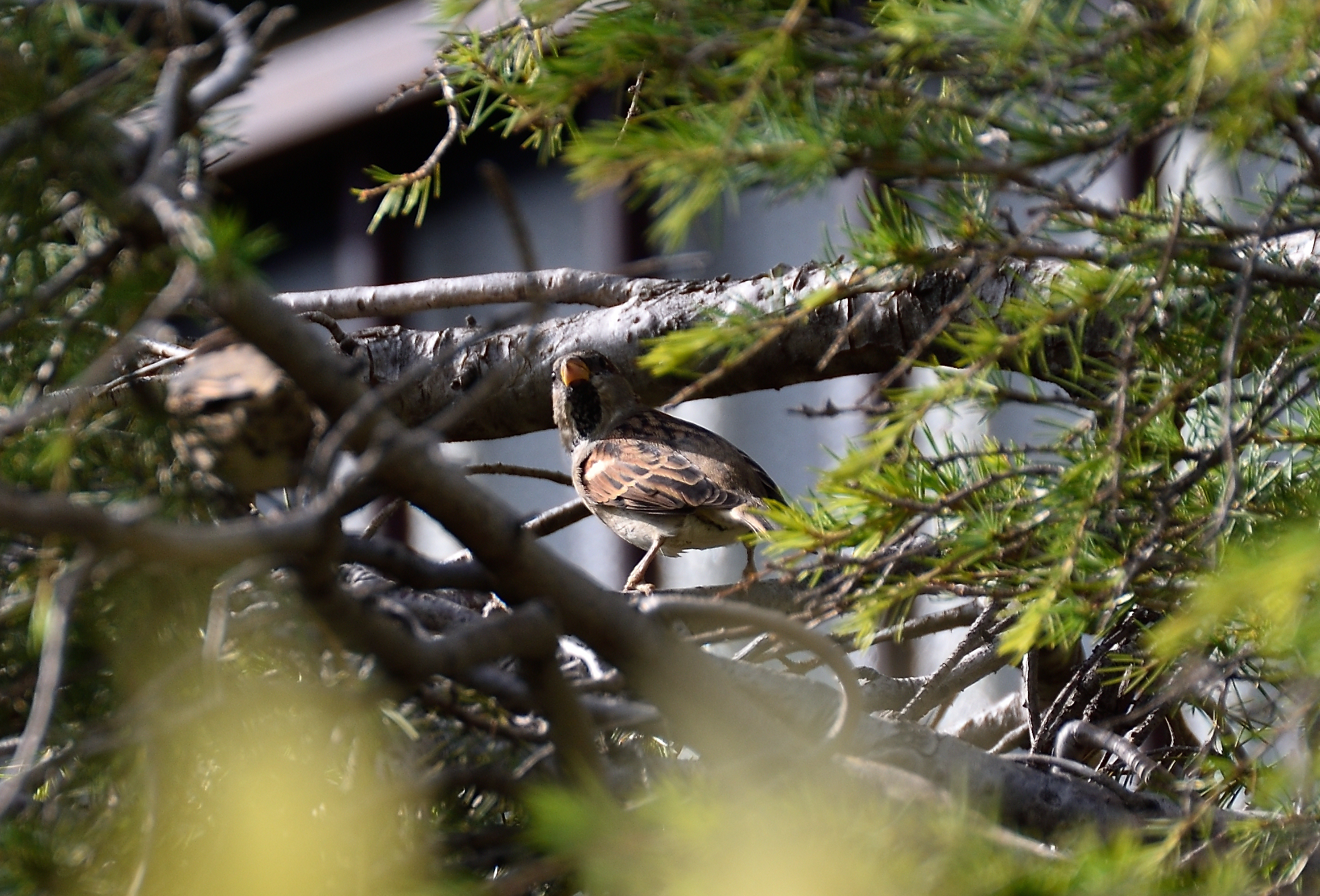Passerottino sul cedro
