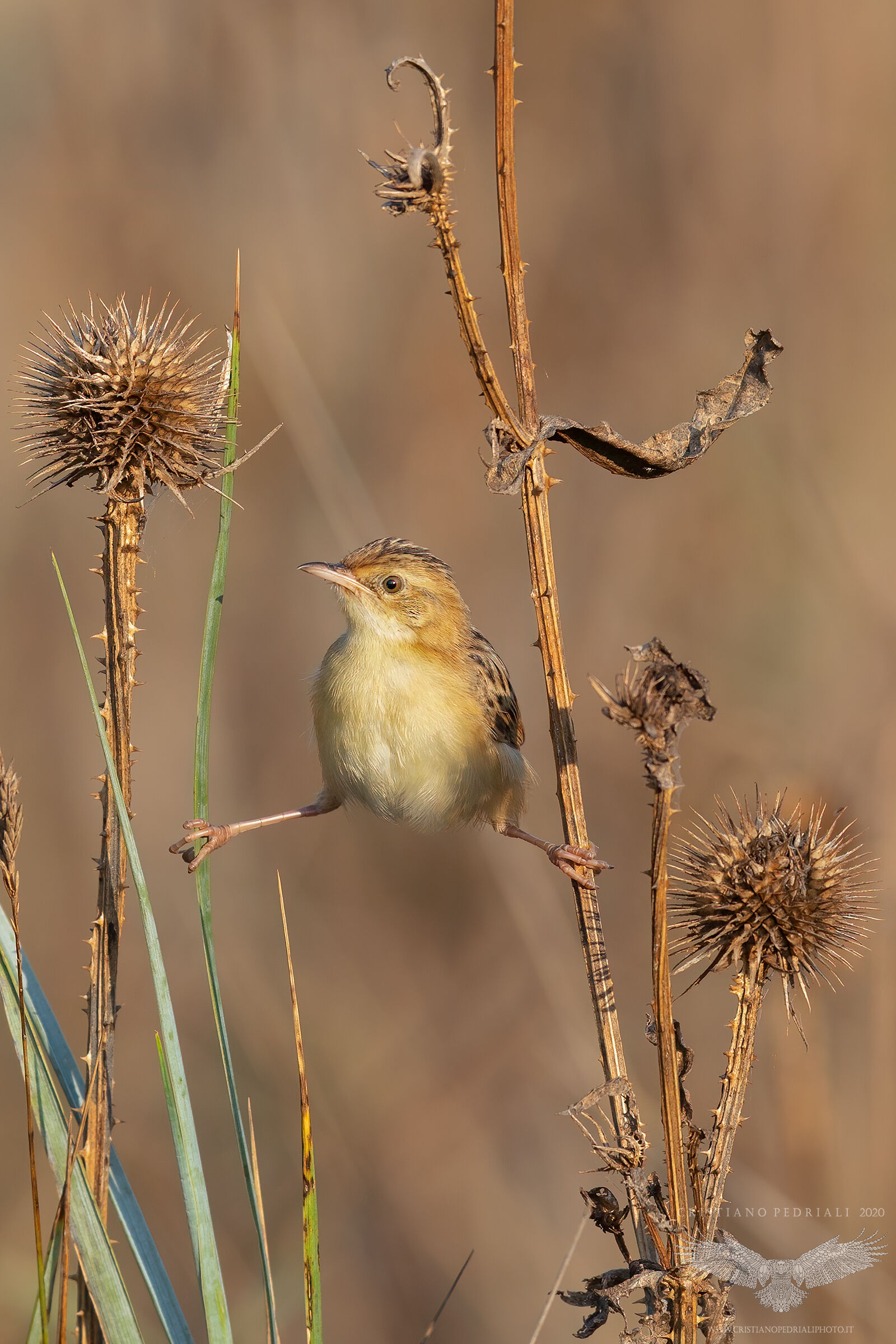 Spaccata tra i cardi...